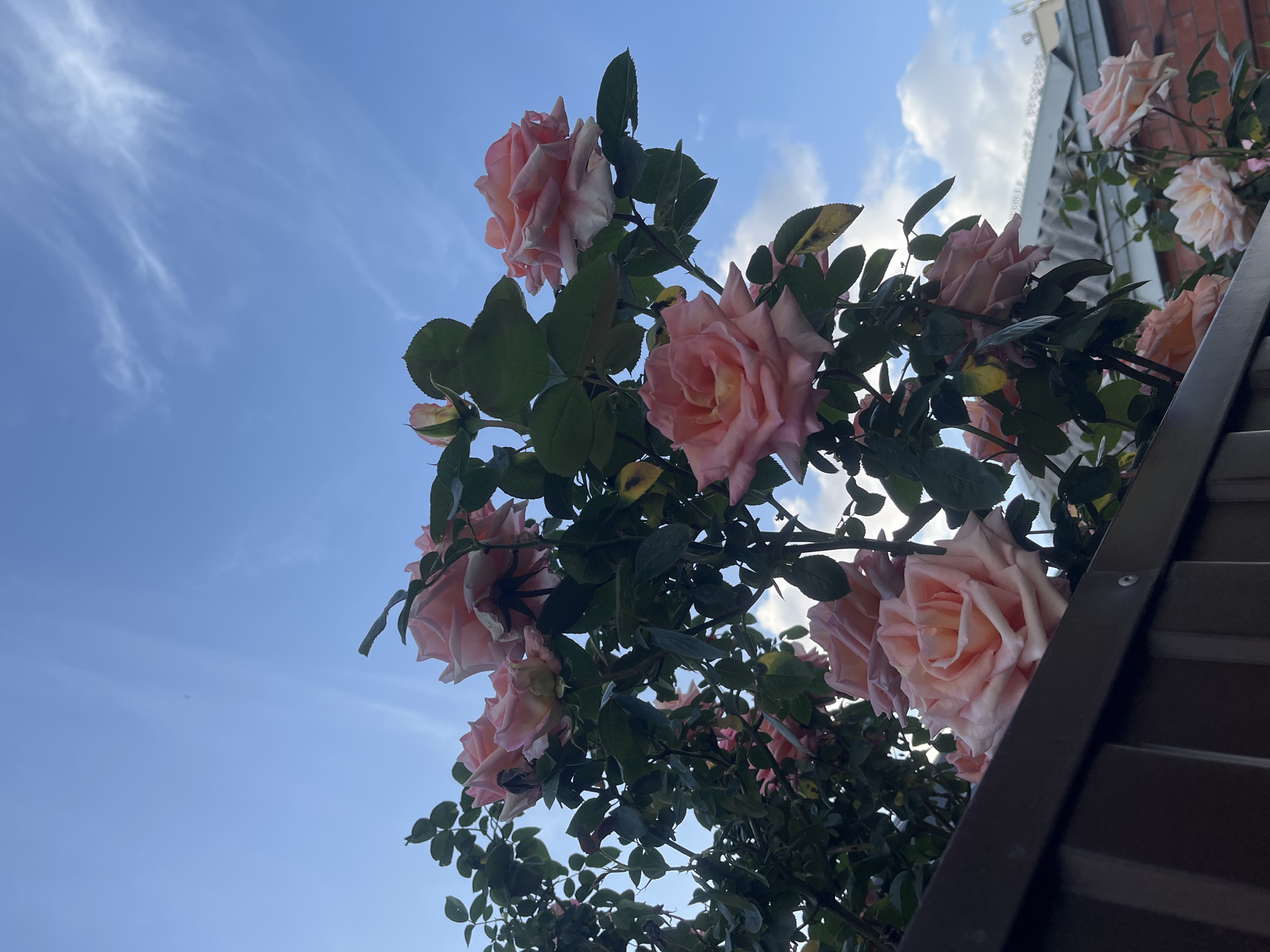 The image depicts pink roses growing against a clear blue sky with wispy clouds. The roses appear to be cultivated, with dense foliage. Part of a building, possibly made of brick and metal, is visible in the upper right corner. Given the user's prompt, the location is likely Krasnodar, Russia.