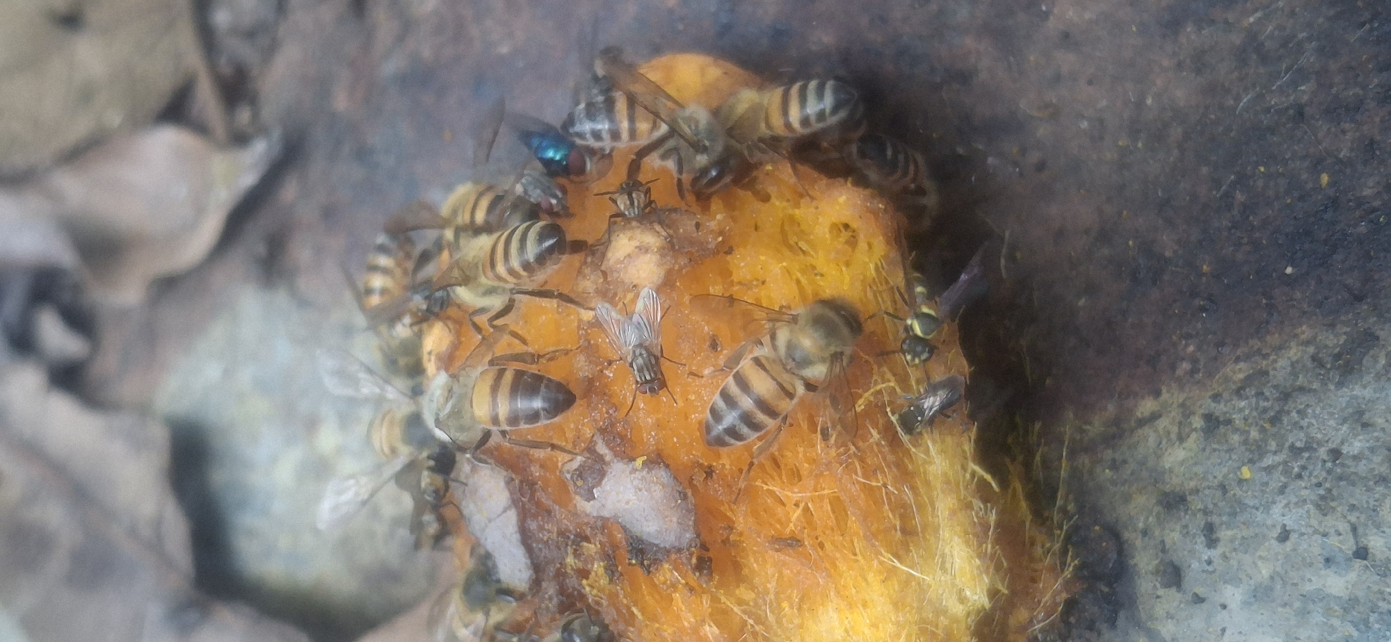 In Vallecito, Venezuela, a close-up depicts numerous bees swarming over a bright orange, pulpy mass, likely a discarded fruit. Flies and a wasp are also present on the mass. The scene is bordered by leaves and a mottled, stone-like surface.