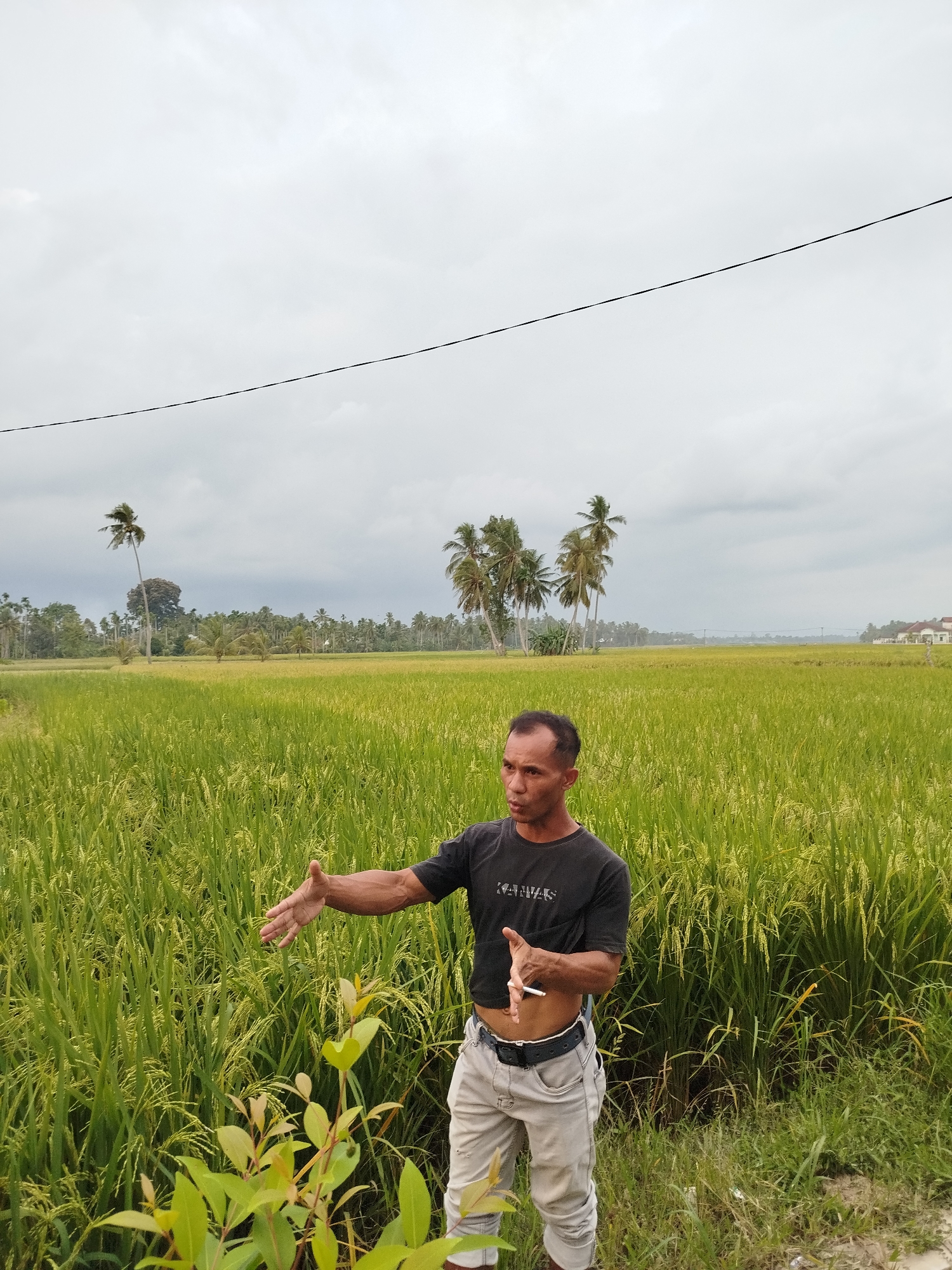 The image depicts a man standing in a field in Tanjonghajimuda, Indonesia. The field is filled with mature rice plants. In the background are palm trees and a cloudy sky. A power line stretches across the sky. The man is wearing a dark t-shirt and light-colored pants. He is gesturing with both hands. He is holding a cigarette. A small shrub with green leaves is in the foreground.