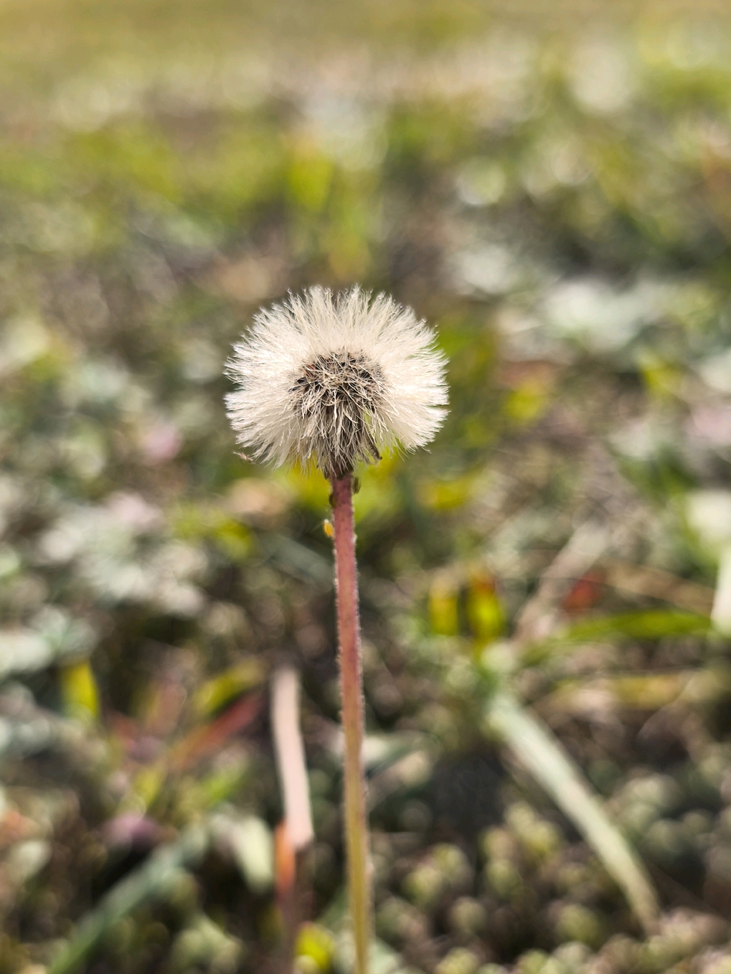 The image shows a close-up, vertical shot of a dandelion seed head in its fluffy, white stage. The dandelion stands upright on a thin, reddish stem. The background is a blur of greens, browns, and some hints of pink and yellow, suggesting a grassy or natural outdoor setting. The focus is sharp on the dandelion, with the background softly out of focus, creating a shallow depth of field. There are no people visible in the image. The scene is calm and natural, with no indication of any specific urban or suburban location beyond a general outdoor environment.