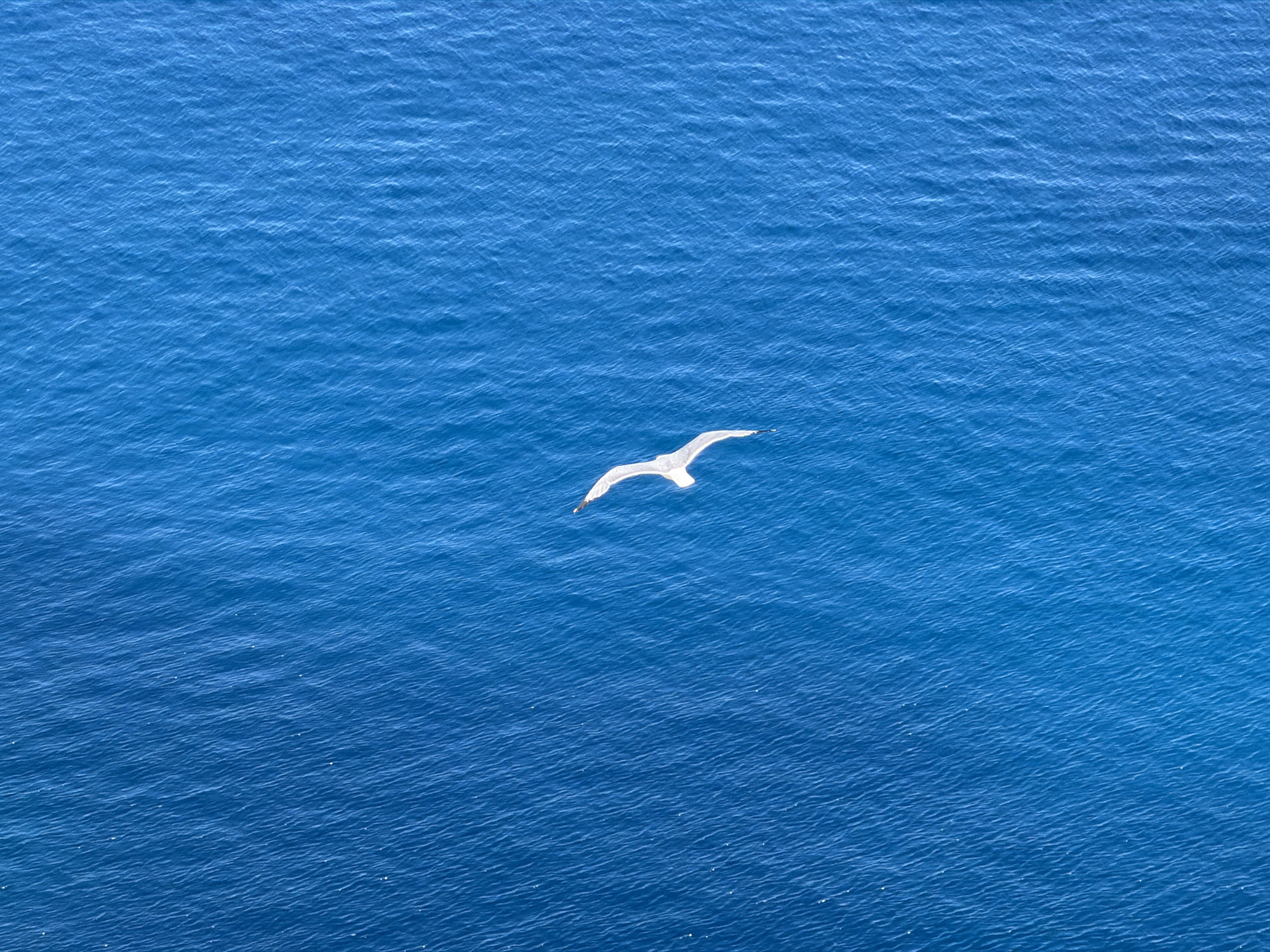 A single white seagull is in flight over the Mediterranean Sea near Cala Gat, Spain. The sea is a uniform medium blue, with slight wave patterns visible across the entire surface. The seagull is positioned mid-frame, with its wings extended. There is no visible coastline or land.