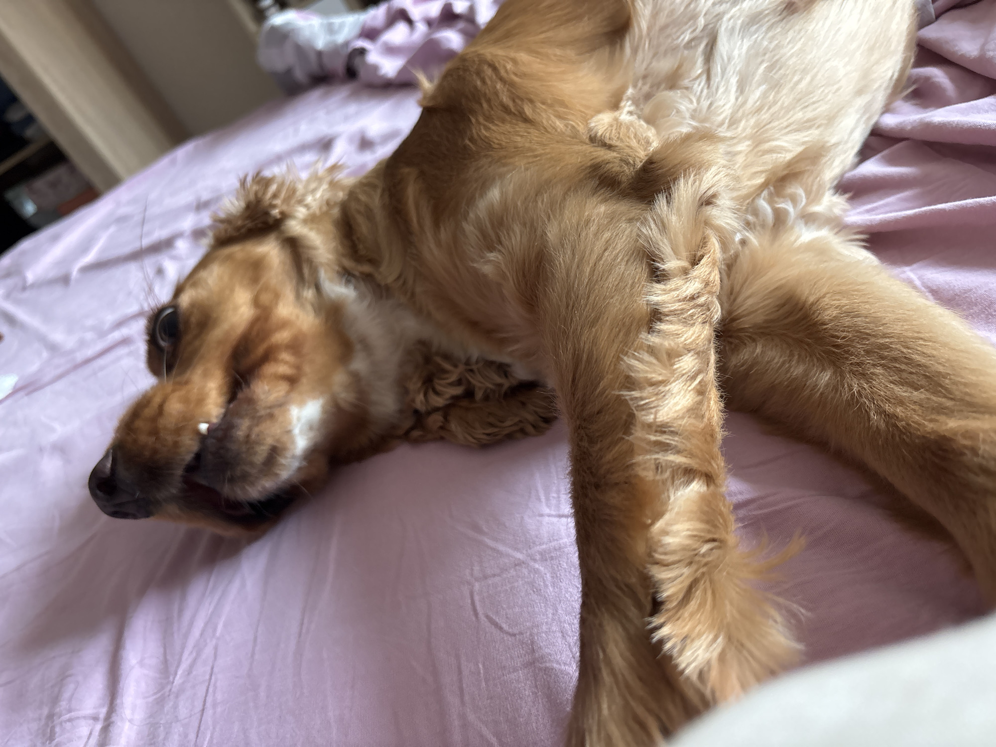 An English Cocker Spaniel with golden fur is lying on a pink bedspread. The dog's mouth is open, revealing its teeth and tongue, and its eyes are wide open. The dog appears to be in a playful or excited state. The background is blurred, but suggests an indoor setting, possibly a bedroom. The image was taken in Shumen, Bulgaria.