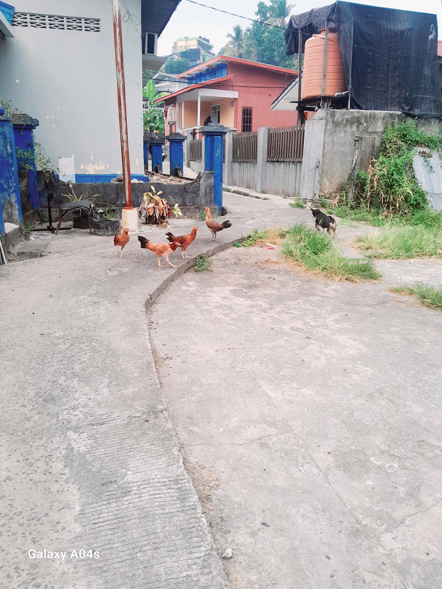 In Balikpapan, Indonesia, a scene unfolds on a concrete path in front of residential buildings. Several chickens are visible, with four in the foreground and one slightly further back. A black dog is also present, standing near a patch of overgrown grass. In the background, a large orange water tank is partially obscured by a black tarp. The buildings are colorful, with one painted light blue and another a pale pink. A metal fence with vertical slats separates the properties. The environment appears to be somewhat unkempt, with some debris and vegetation present.