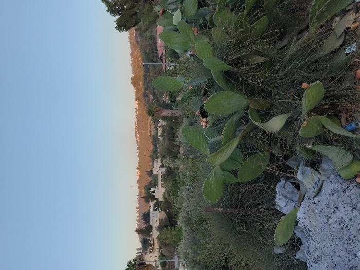 The image presents a daytime landscape in Abu Gosh, Israel, under a clear, light blue sky that occupies the top third of the frame. The immediate foreground features a large Prickly Pear cactus (Opuntia ficus-indica) bush, prominent in the lower right and center-right, displaying numerous green pads and several small, reddish-orange fruits. Surrounding the cactus are dense, dark green bushes and finer, lighter green wispy vegetation. In the bottom-left corner, a pile of irregular grey material, resembling concrete debris or rubble, is visible, with lighter grey rock fragments on its surface. Pieces of litter, including a blue lighter, are scattered among the vegetation and debris in the foreground.
The midground reveals a residential area with multiple light-colored, multi-story buildings, typical of local architecture, partially visible amidst a dense canopy of green trees and foliage. Two palm trees are identifiable, one on the far left and another towards the right within the midground. A utility pole is visible on the far left. The background consists of a range of verdant hills, heavily forested with various trees and shrubs, gradually ascending towards the horizon. Distant structures or utility poles are discernable along the ridgeline of these hills. No people, specific actions, or interactions are depicted in the scene.