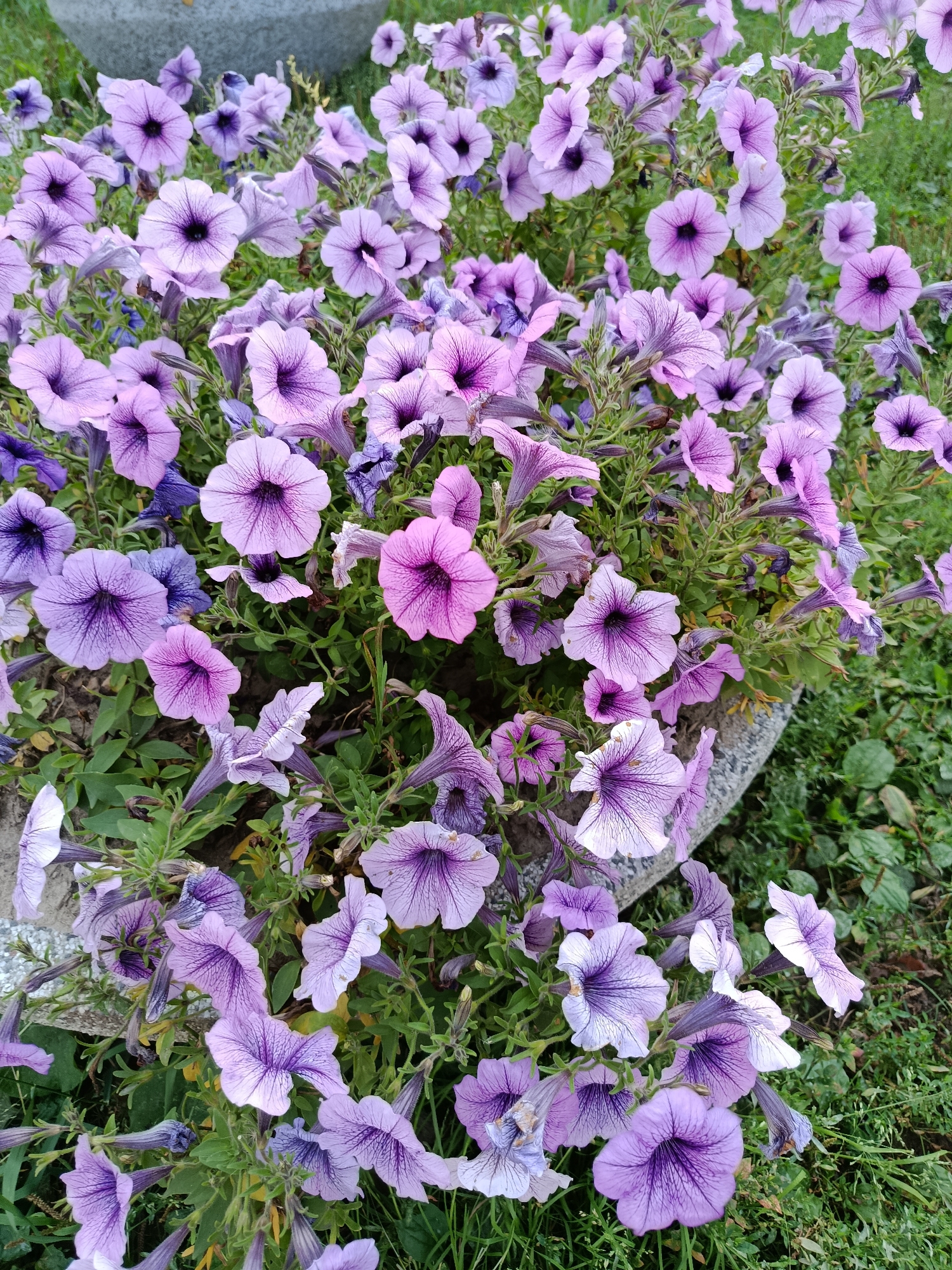 The image displays a close-up view of a cluster of purple petunia flowers in an outdoor setting. The flowers exhibit varying shades of purple, with some featuring darker veins radiating from the center. They are depicted in various stages of bloom, with some fully open and others partially closed. Green foliage is visible amongst the flowers, and a patch of grass can be seen in the background, suggesting a garden or park environment. The image does not contain any people or specific landmarks that would indicate a location in Orekhovo-Zuyevo, Russia, or any other specific city. The lighting appears to be natural daylight.
