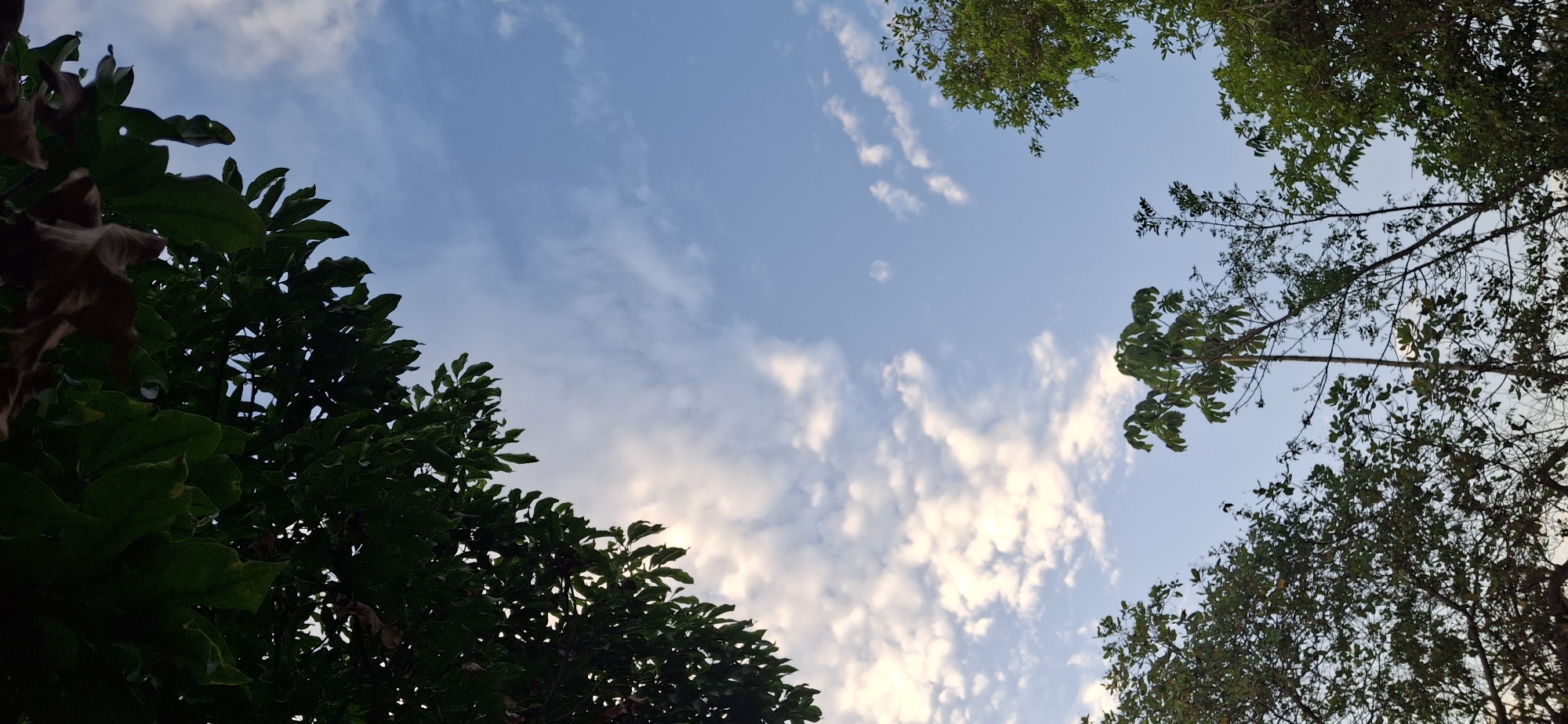 The image depicts a view of the sky framed by trees, taken from a low angle. The sky is blue with scattered white clouds. Tree branches and leaves surround the perimeter of the image. The trees are of various types with different leaf structures. The location is Vallecito, Venezuela. There are no people, specific objects, actions, or interactions visible in the image, only the environment.
