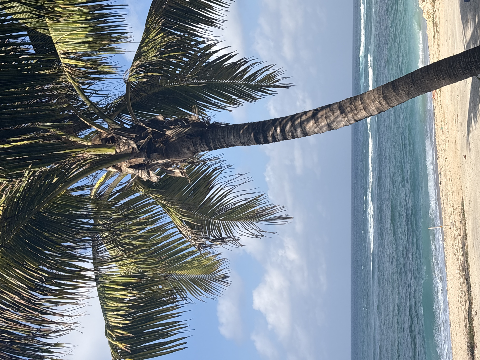 A leaning palm tree dominates the foreground of a tropical beach scene. The tree's trunk is thick and textured, with fronds arching out and upward, partially obscuring a bright blue sky dotted with white, fluffy clouds. The ocean stretches out to the horizon, with gentle waves rolling towards a sandy shore. The water is a deep blue, transitioning to a lighter turquoise closer to the beach. A small, light-colored object, possibly a signpost, is visible stuck in the sand on the beach. The sand is light tan and appears dry, with some scattered debris. The scene evokes a sense of tranquility and tropical paradise, likely a location in Kuta Selatan, Indonesia, known for its beautiful beaches and palm-lined shores.