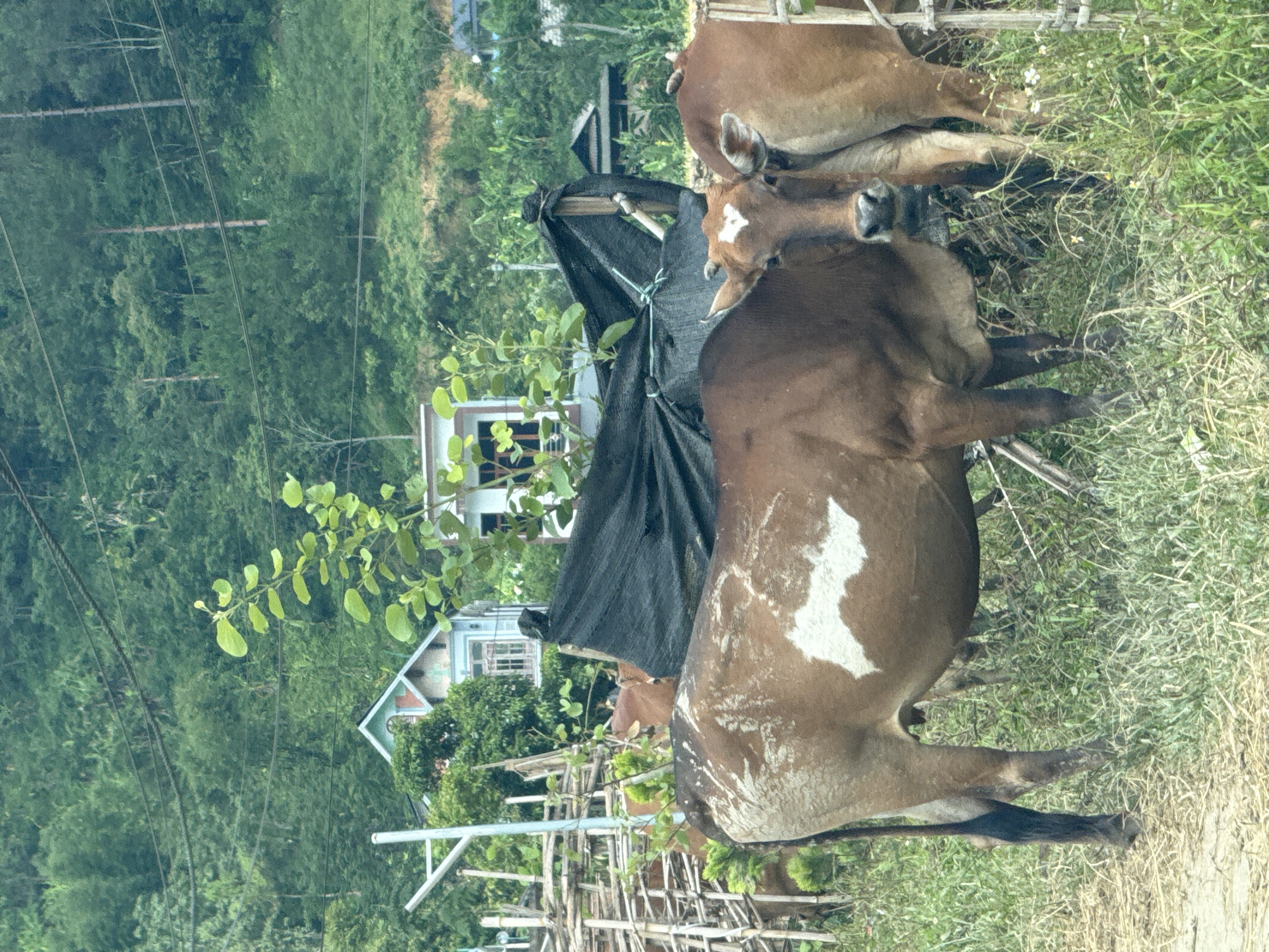 This outdoor image, taken in Than Uyên, Vietnam, captures a pastoral scene featuring several cows in what appears to be a rural or semi-rural setting. The photograph is oriented vertically, but depicts a horizontal landscape.
In the foreground and mid-ground, multiple cows are visible. The most prominent is a large, brown cow in the center-right, distinguished by an irregular white patch on its side. This cow stands with its body facing towards the right side of the frame, partially obscured by the frame and other cows. To its left and slightly behind, another lighter brown cow is visible, looking towards the right with a white blaze on its forehead. Portions of other brown cows can be seen, suggesting a small herd. The cows appear calm, standing on a grassy area intermingled with dry straw.
The setting is characterized by lush greenery. A dense backdrop of green trees and foliage fills the background, suggesting a forested or hilly landscape. Amidst the trees, several modest houses with light-colored walls and tiled roofs are visible, providing a glimpse into the local village architecture. Overhead lines, possibly power or telephone cables, stretch across the upper portion of the image.
Other objects include a makeshift fence or structure made of wooden poles in the foreground and mid-ground, and a black tarp tied to poles, possibly serving as a temporary shelter or shade. The lighting indicates it is daytime, likely a bright but perhaps overcast day, as shadows are soft and not sharply defined. There are no people visible in the frame, and no discernible text.