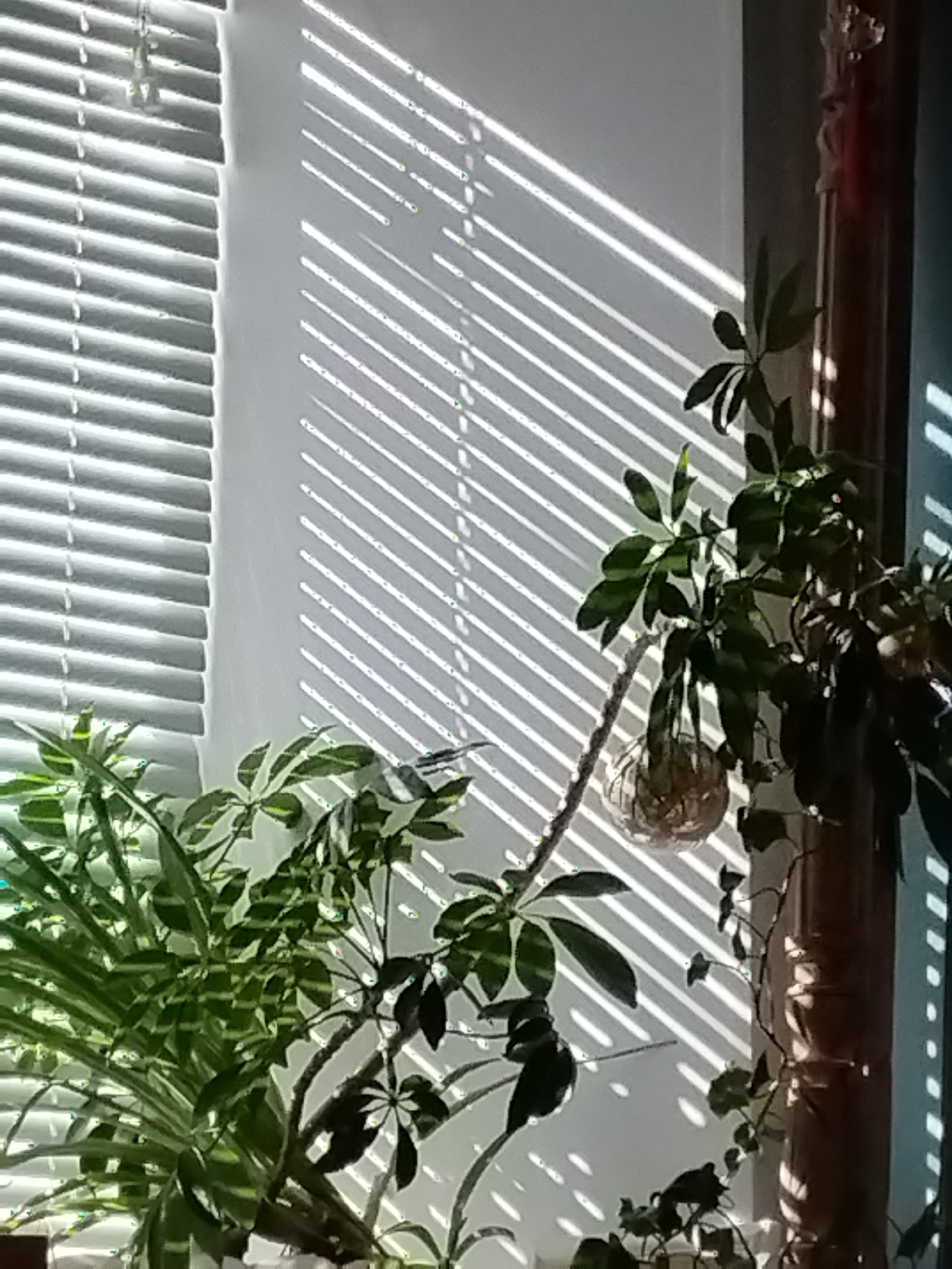 This is a close-up shot of indoor plants near a window with horizontal blinds. Sunlight streams through the blinds, casting diagonal shadow patterns on the wall. There are at least two types of plants visible. One appears to be a Schefflera (umbrella tree) with palmate leaves and a thick, woody stem. Another plant, to the left, has long, slender, striped leaves. A glass sphere hangs from a thin vine on the Schefflera. The background shows a window with white blinds and a portion of a wooden curtain rod or frame. The overall impression is one of a bright, sunlit indoor space, likely a residential or office setting. There are no people or animals present in the image. The lighting and shadows suggest it is daytime. The location in Saratov, Russia cannot be determined from the visual information provided in the image.