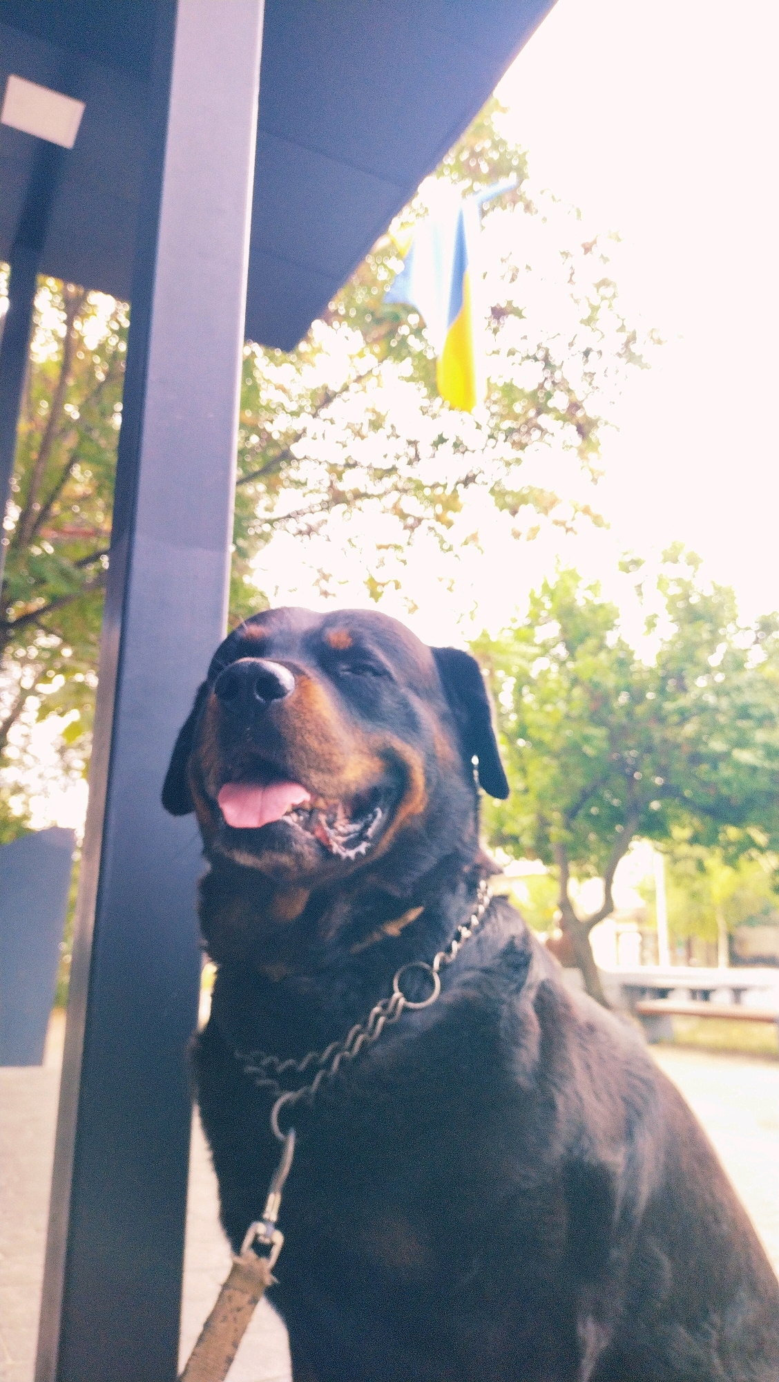 A Rottweiler dog is pictured outdoors, with its head and chest filling most of the frame. The dog is wearing a metal chain collar and a leash. Its mouth is open, and its tongue is visible. In the background, a Ukrainian flag is visible hanging from a building or structure. Trees with green foliage are also present in the background, suggesting a park or outdoor seating area. The lighting is bright, with a hazy or overexposed quality, indicating it might be daytime with strong sunlight. The specific location within the city of Horishni Plavni, Ukraine, is not identifiable from the visual cues alone.