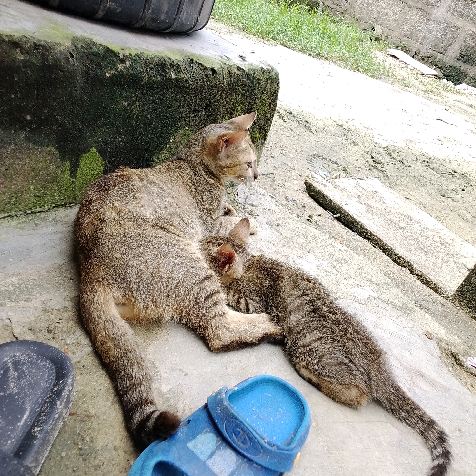 In the city of Ado, Nigeria, an adult cat is seen nursing a kitten. They are lying on a concrete surface, possibly an outdoor patio or pathway. A weathered, moss-covered concrete structure is to the left, with a black object, possibly a tire or part of a machine, resting on top of it. In the background, green grass grows along a low wall made of grey stones. To the right, a piece of light-colored wood is placed diagonally on the concrete, with some debris scattered around it. In the foreground, a blue sandal is visible. The scene captures a moment of maternal care in an urban outdoor environment.
