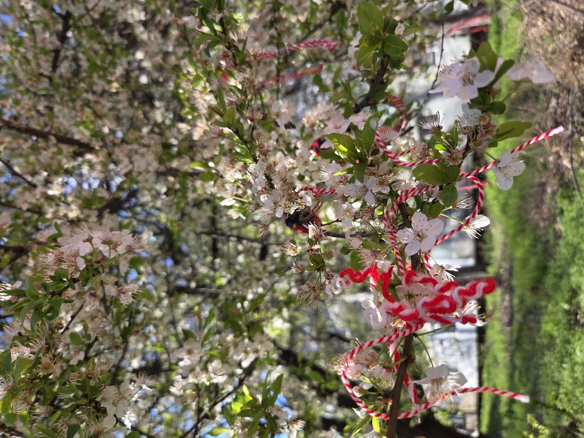 The image shows a flowering tree branch with white blossoms, adorned with red and white twisted strings (martenitsi). A bee is visible amongst the flowers, appearing to be collecting nectar. The background is blurry, but hints at greenery and possibly a building. The photo was taken in Pleven, Bulgaria.