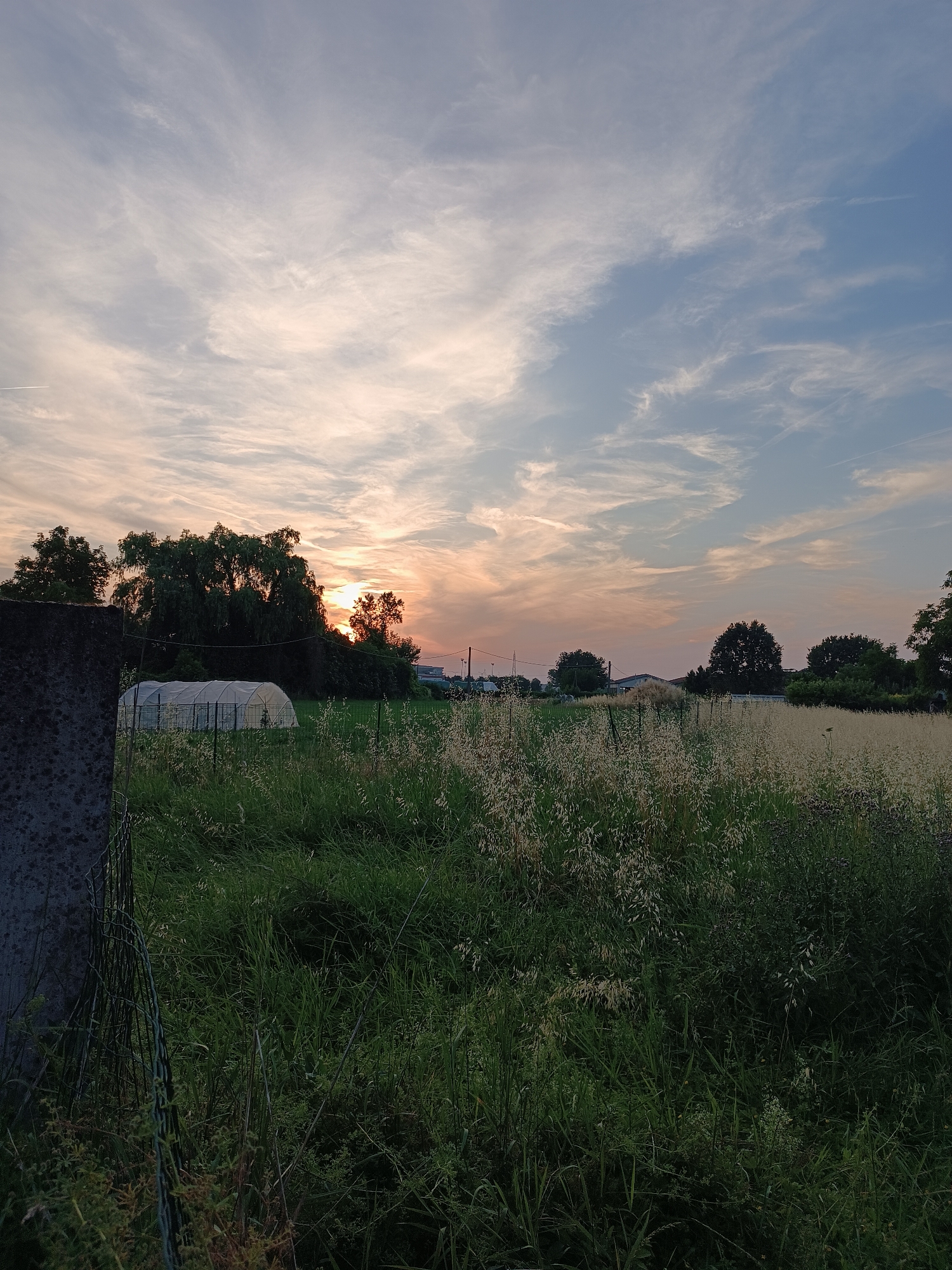 The image depicts a rural scene near Viadana, Italy, at sunset. The foreground shows a field of overgrown grass and wildflowers enclosed by a wire fence attached to a weathered concrete post. A greenhouse is visible in the middle ground, situated in front of a line of trees. The setting sun, partially obscured by trees, casts a reddish-orange glow on the horizon and illuminates the clouds in the sky. Several houses and utility poles are visible in the distance, indicating the presence of a nearby residential area. The sky exhibits a mix of blue and orange hues with streaky cloud formations.
