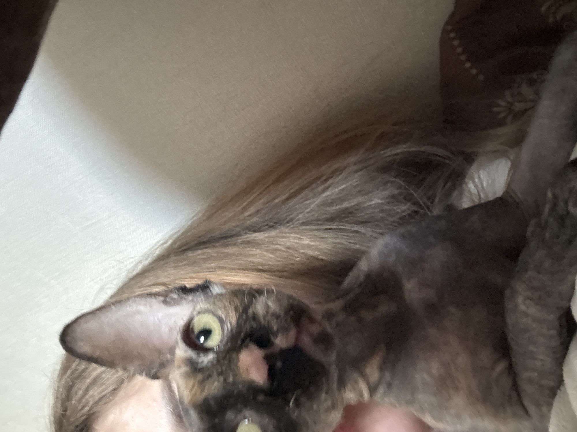A close-up photograph depicts a cat with mottled grey and black fur, a prominent ear, and a yellowish-green eye, positioned on or near a person's head. The person has light brown hair. The background appears to be a light-colored fabric.