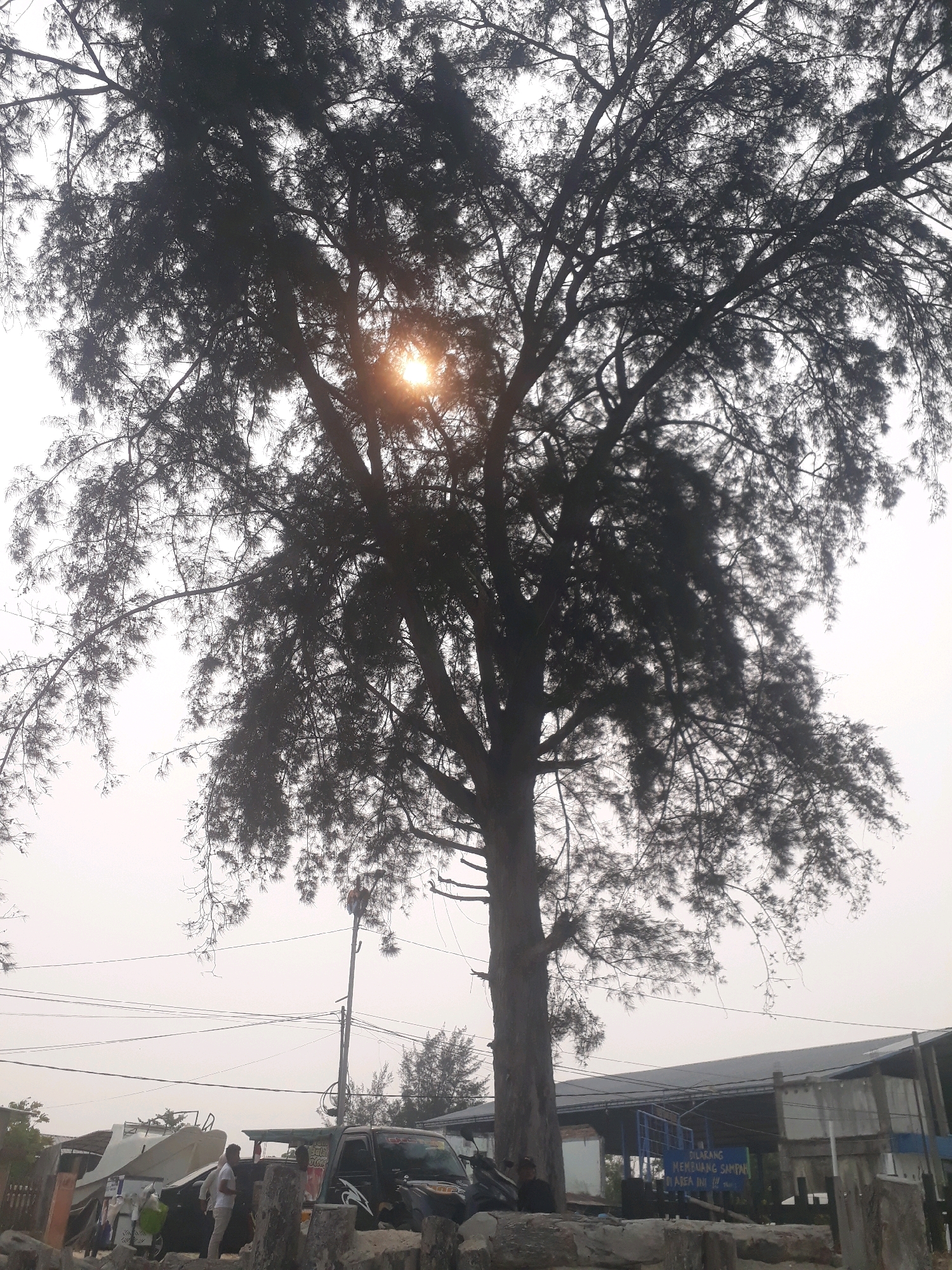 The image captures a view of a tall tree with dense foliage, silhouetted against a bright, overcast sky, with the sun peeking through the branches. The scene appears to be in Pangkalpinang, Indonesia, with the background revealing a street-level view. In the middle ground, a black utility truck and a white boat on a trailer are parked. A man in a white t-shirt and light-colored pants stands near the truck, engaged in an activity not discernible from the image. Further in the background, a long, low-lying building with a dark roof is visible. Several electrical poles and wires crisscross the sky, indicating an urban or semi-urban environment. The foreground is composed of rough, textured surfaces, possibly natural stones or concrete barriers, suggesting a waterfront or park area. The overall atmosphere is hazy, possibly due to weather conditions or pollution, with a muted color palette dominated by grays and dark greens.