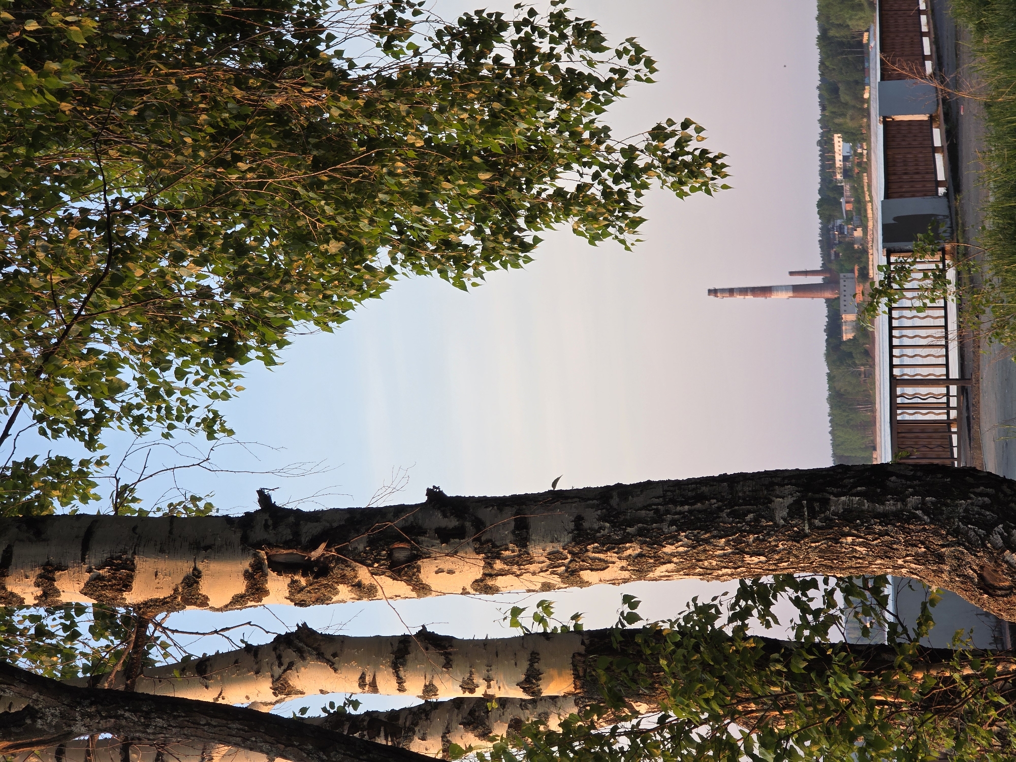 The image is an eye-level, horizontally-oriented shot taken in Chaikovsky, Russia. The foreground features a view through trees, including birch trees. The background includes a body of water, a shoreline with buildings, and tall industrial chimneys. The sky is visible between the trees and over the shoreline, appearing light blue to pale pink.