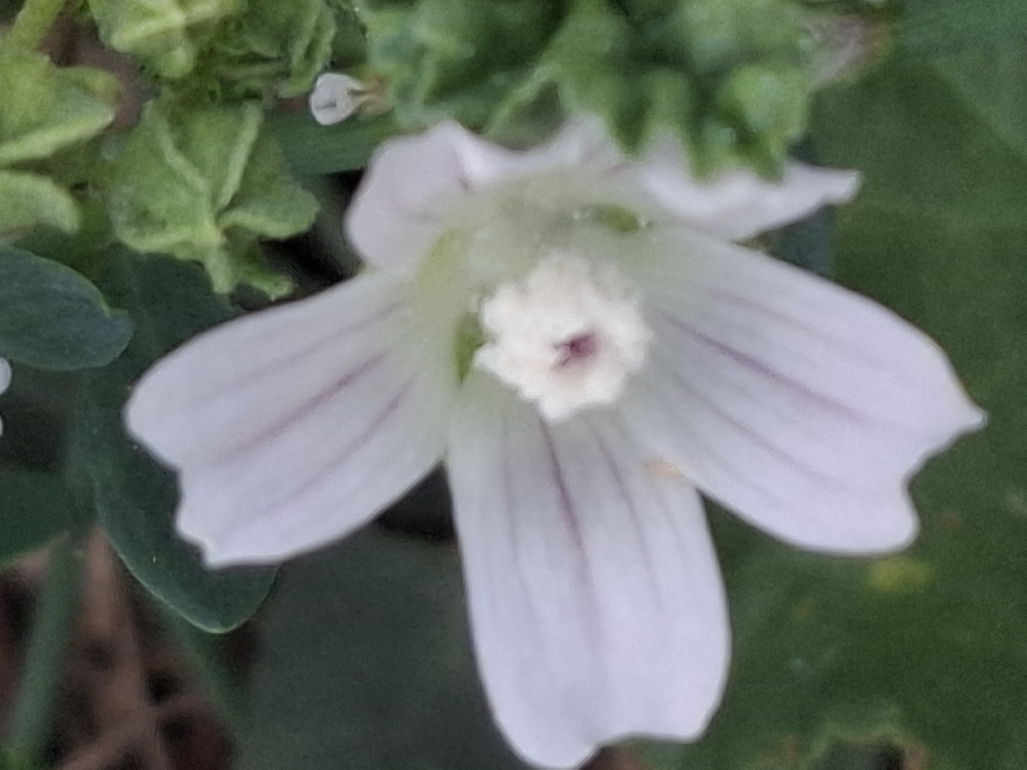 A close-up, slightly out-of-focus, low-angle shot captures a delicate white flower with faint purple veins. The flower's petals are broad and slightly ruffled, curving inwards towards a fuzzy, pale yellow center. The background is a blur of dark green foliage, with hints of brown and lighter green. The scene appears to be outdoors in natural light. There is no information in the image to suggest a specific location within the city of Almaty, Kazakhstan.