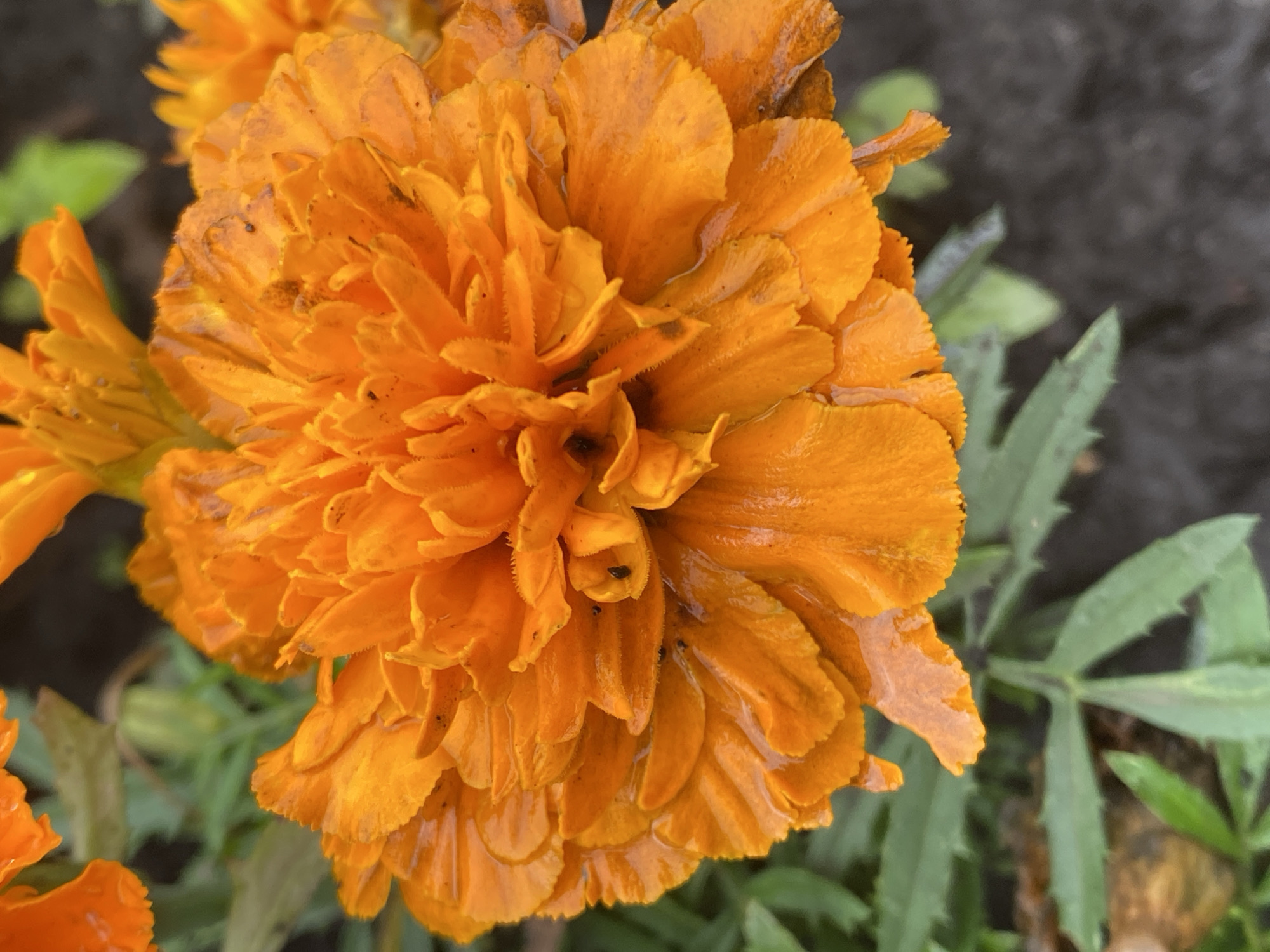 A close-up, vertical shot of an orange marigold flower. The flower is in full bloom with many ruffled petals. Droplets of water are visible on the petals, suggesting it may have recently rained. The background is blurred, showing some green leaves and dark soil. The location is unspecified, and no people or actions are depicted.