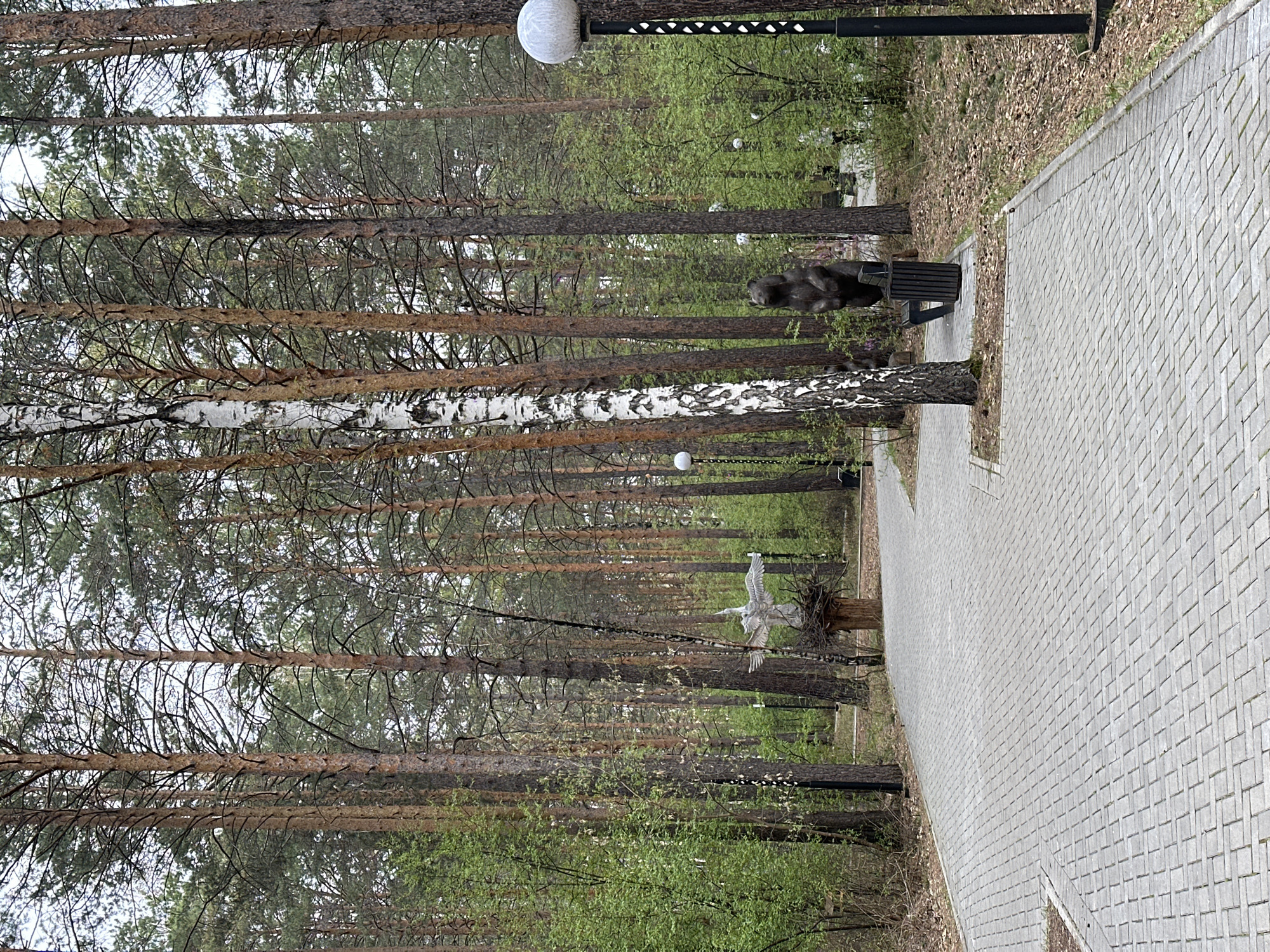 The scene is a park setting in Sayansk, Russia. The foreground includes a paved walkway lined with tall pine trees and a single birch tree. Along the walkway are interspersed benches and a trash receptacle. Further into the park, various sculptures are visible, including one resembling a pair of swans in flight. The environment appears to be in a wooded area, with sparse green foliage among the trees, suggesting early spring or late fall. A streetlight is visible at the top of the frame. There are no people visible in the image.