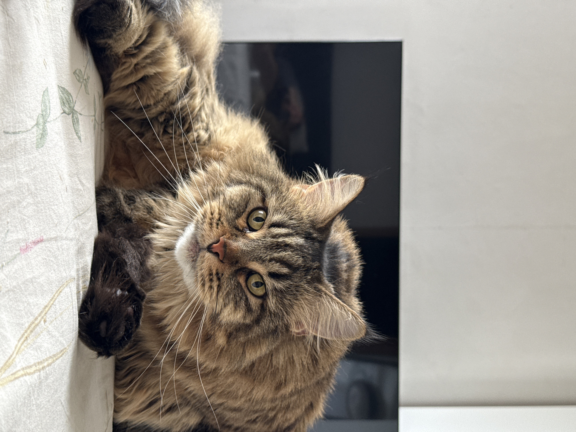 A fluffy brown tabby cat with green eyes is lying on a white, patterned fabric surface. The cat's fur is long and appears to be a mix of brown, black, and lighter brown tones. It is looking directly at the camera. In the background, there is a dark, reflective surface, possibly a television screen, and a plain, light-colored wall. The scene appears to be indoors. There is no identifiable information suggesting a specific location in Izhevsk, Russia.