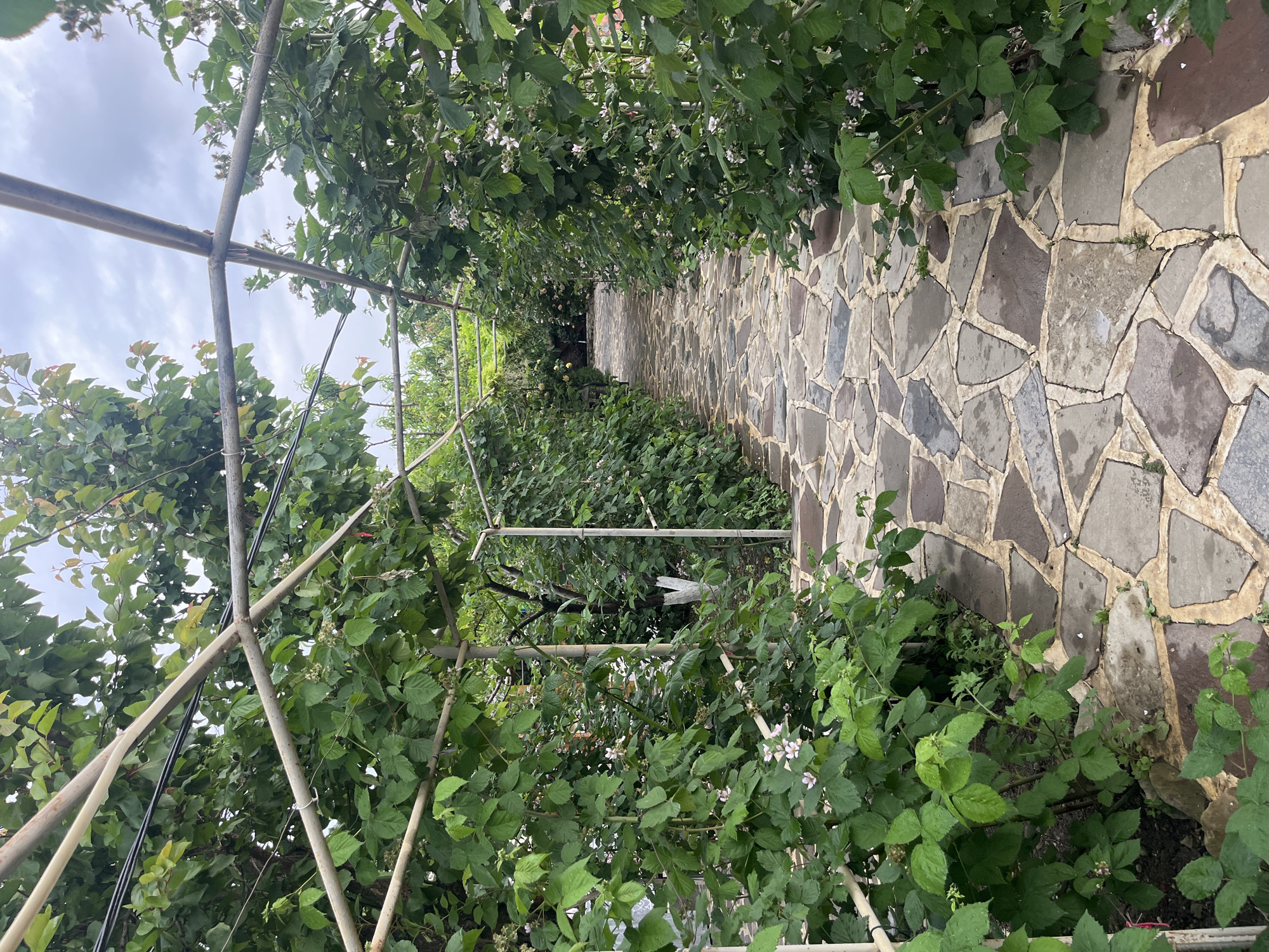 The image depicts a path with a stone surface, flanked by a trellis covered in green plants. The trellis is made of metal poles. The path leads into the distance, with the green plants overhead forming a tunnel-like structure. The sky is visible in the background, with some cloud cover. The location is Miatli, Russia.