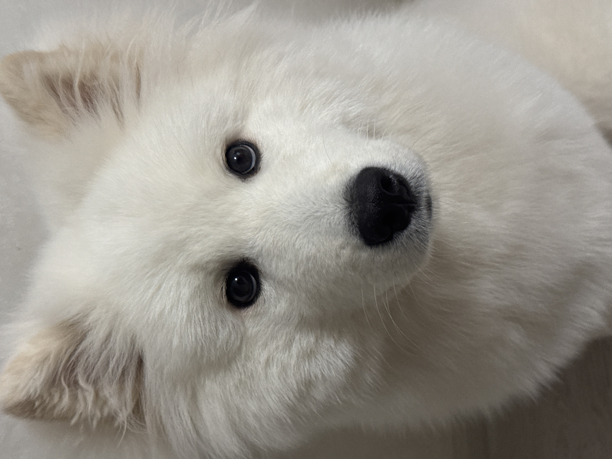 A close-up photograph shows the face of a white Samoyed dog. The dog has black eyes and a black nose. Its white fur is fluffy. The background is out of focus and appears to be a neutral color. There is no indication of the image's location.