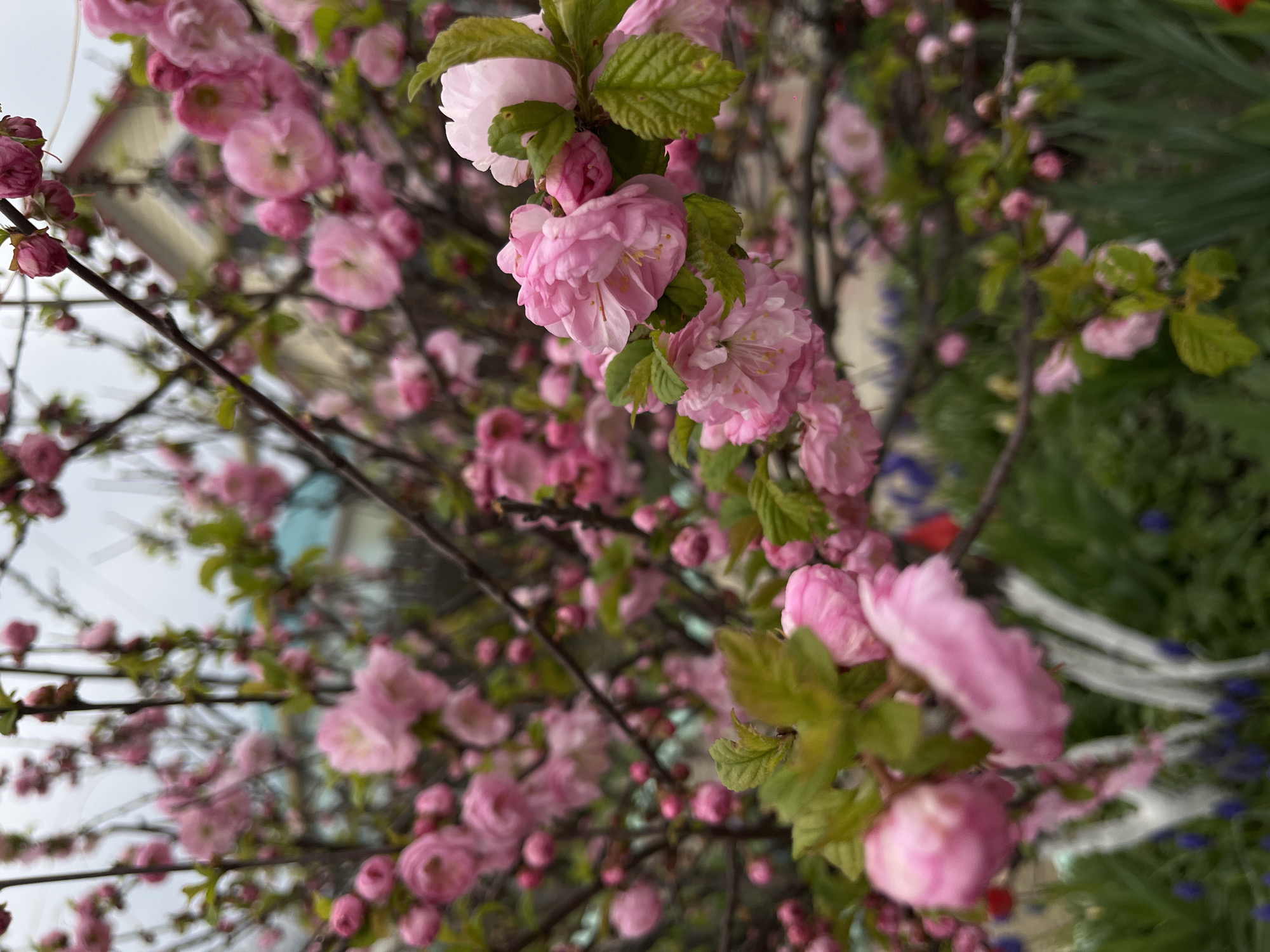 The image captures a close-up, vertically oriented view of a deciduous shrub or tree adorned with numerous pink, double-petaled blossoms. The flowers are the dominant subject, appearing in various stages of bloom, from tight buds to fully open, ruffled flowers, primarily in shades of light to medium pink. Interspersed among the flowers are fresh, vibrant green leaves attached to dark brown branches.
The foreground and mid-ground are in sharp focus, highlighting the intricate details of the blooms and foliage. The background is softly blurred, creating a shallow depth of field. In the upper part of the background, a bright, overcast sky is visible, suggesting daytime with diffused light. Hints of a light-colored building or structure can be discerned against the sky. Towards the lower right, the blurred background transitions to green grass, dotted with small clusters of blue or purple flowers, possibly grape hyacinths, indicative of a natural outdoor setting like a garden or park. A blurred white object, possibly a fence or decorative element, also appears in this area.
The overall scene conveys a sense of springtime, characterized by new growth and abundant blooms. There are no people visible, nor is there any discernible text. The image depicts a tranquil natural moment, likely in Novopokrovskaya, Russia, during the blooming season.
