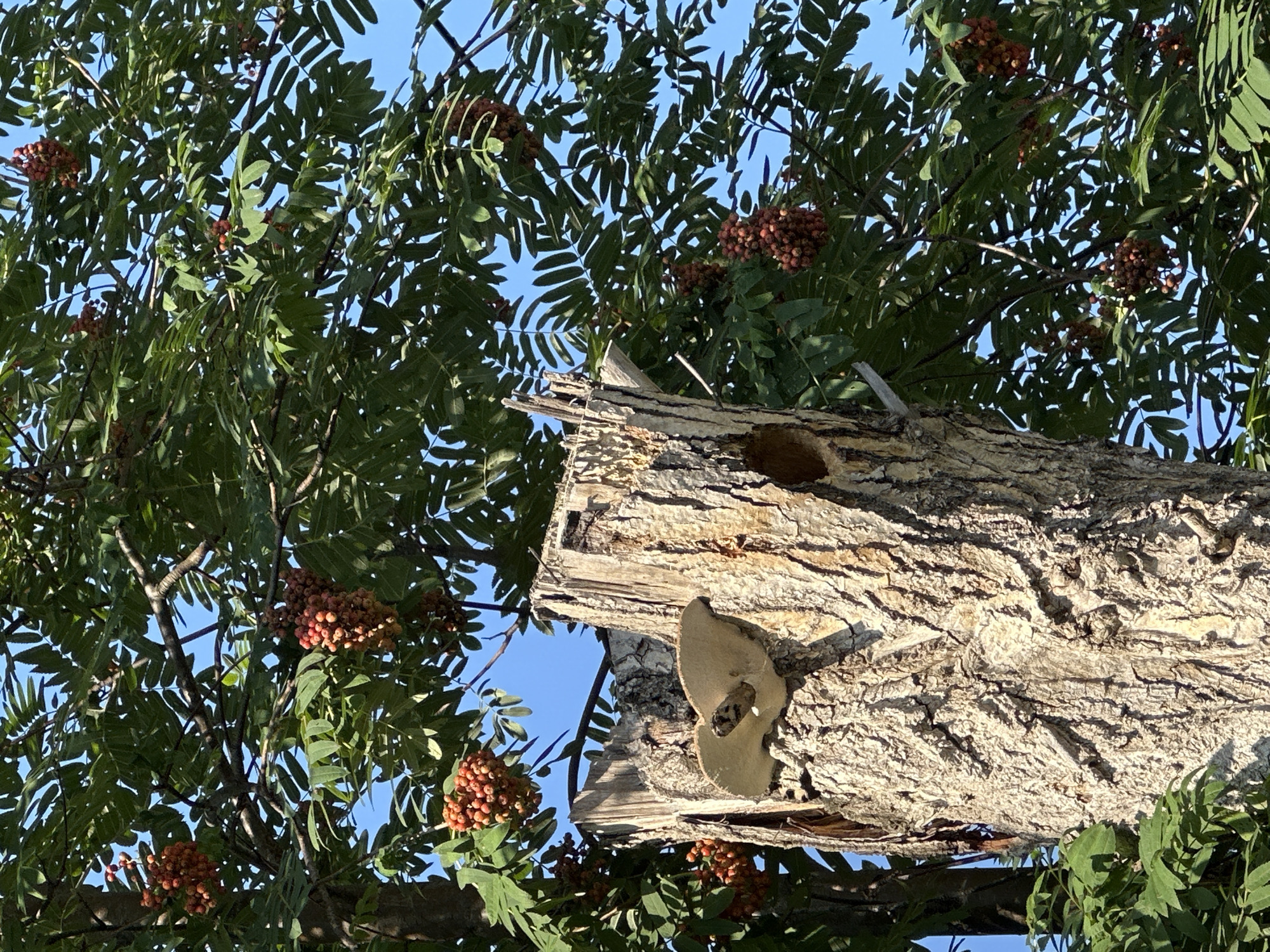 The image captures a close-up view of a decaying tree stump in Uray, Russia, against a backdrop of a clear blue sky and lush green foliage dotted with clusters of reddish-orange berries, likely rowan berries. A large, light-colored shelf fungus is prominently attached to the rough, textured bark of the stump, which exhibits signs of age and decay, including split wood at the top and a dark cavity. The surrounding branches of the tree are laden with clusters of the berries, creating a vibrant contrast with the muted tones of the stump. The scene appears to be an outdoor natural setting within the city of Uray, possibly a park or a residential area with mature trees. There are no people or animals visible in the image.