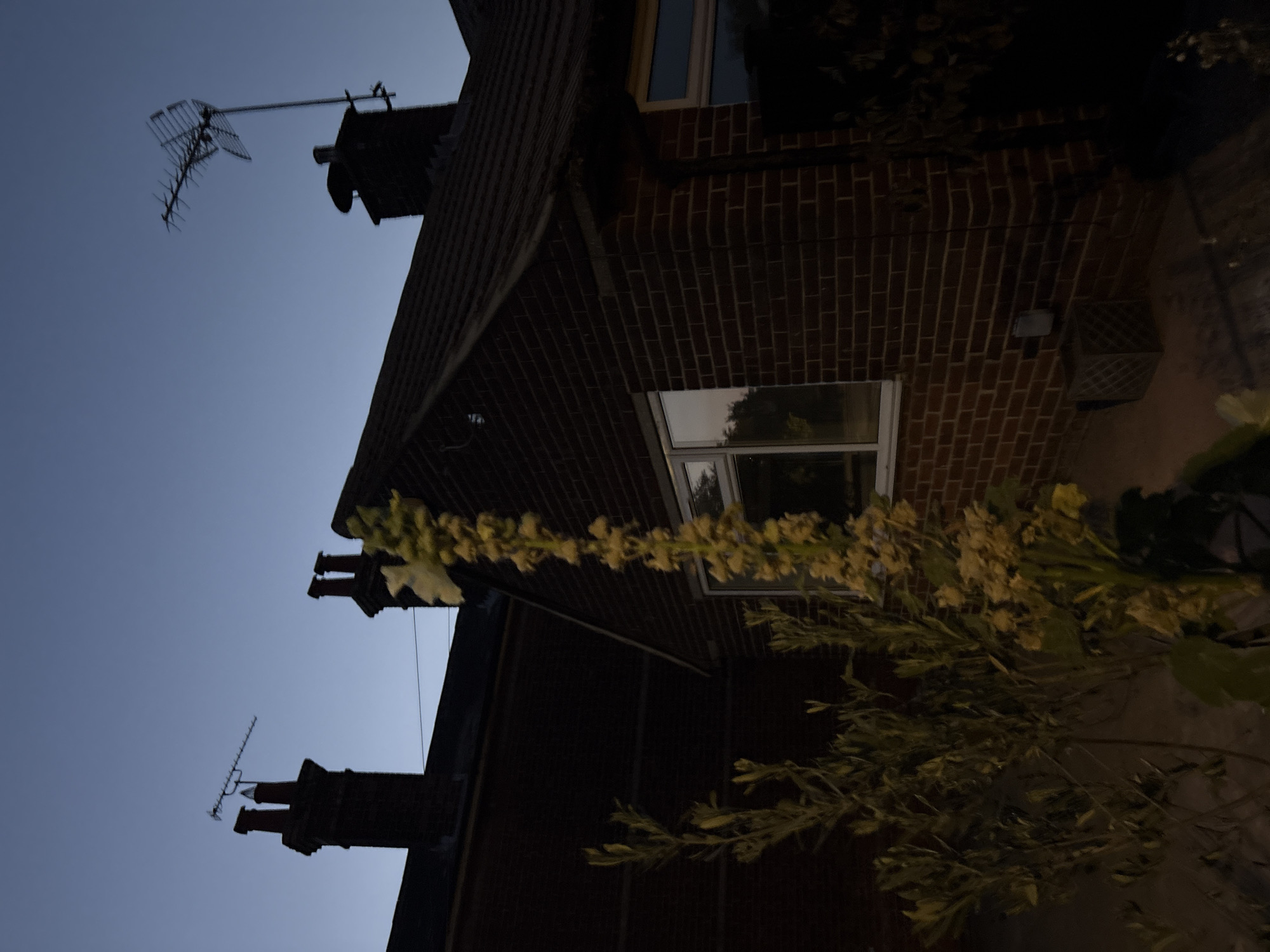 This is a vertical, low-angle, outdoor, medium-shot, evening photograph of a suburban garden and house exterior, likely in Chelmsford, United Kingdom. The sky is a deep twilight blue, with no stars visible. Two brick-built houses with tiled roofs are visible. The house on the left is darker and appears to have a flat roofline. The house on the right has a pitched roof and a prominent chimney with a television antenna attached. The house on the right is made of dark red brick, with a visible window reflecting trees and the twilight sky. A tall, thin flowering plant with yellow blossoms stands in the foreground on the left, obscuring some of the house on the left. To the left of the flowering plant, there is a bush with slender branches and small leaves. A square, grey outdoor electrical socket is visible on the wall of the house on the right, mounted above a dark grey, cube-shaped object with a lattice pattern. The scene is dimly lit, with the light source appearing to be natural twilight.