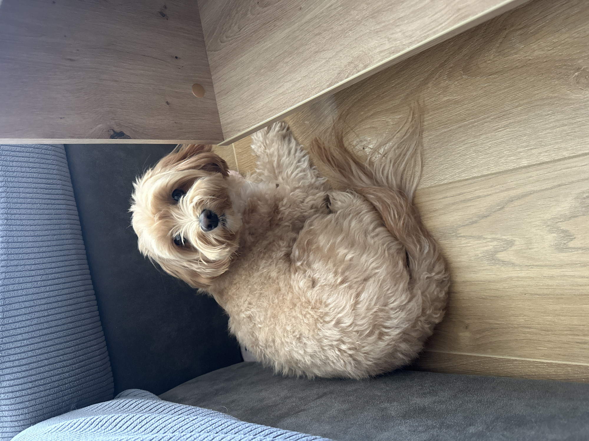 A light-brown, curly-haired dog is curled up on a dark-gray couch. Part of the couch is covered with a light-blue, textured blanket. The dog is looking at the camera. Behind the dog is a light-wood floor and a wood cabinet. The location is likely inside a home in the city of Donji Pobori, Montenegro.