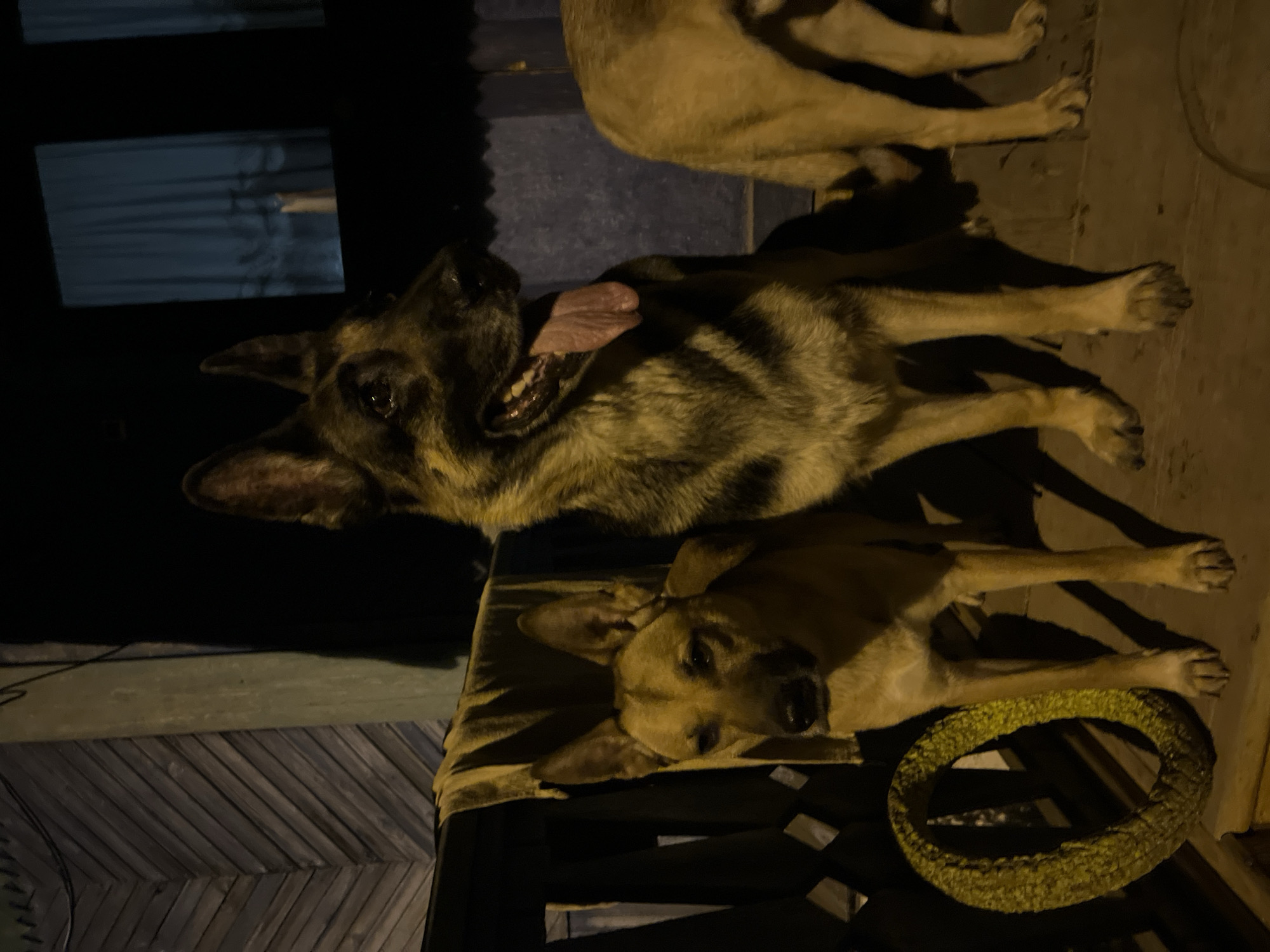 The image shows three dogs in an outdoor setting, presumably at night. One dog, a German Shepherd, is lying down and panting. Another dog is lying on a cushioned bench or chair next to a circular dog toy. A third dog is partially visible in the background. The location is unknown, and there is no way to verify its location in Nizhny Tagil, Russia, based on the provided image.