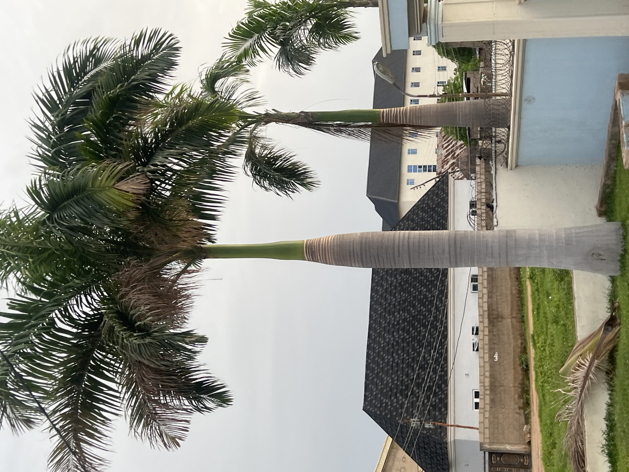 The image depicts two royal palm trees in Howayi, Nigeria, standing near buildings. The trees have full canopies of green fronds, some with brown tips. One building has a dark roof, while another is white with visible windows. Barbed wire is visible on a wall. The sky is overcast.