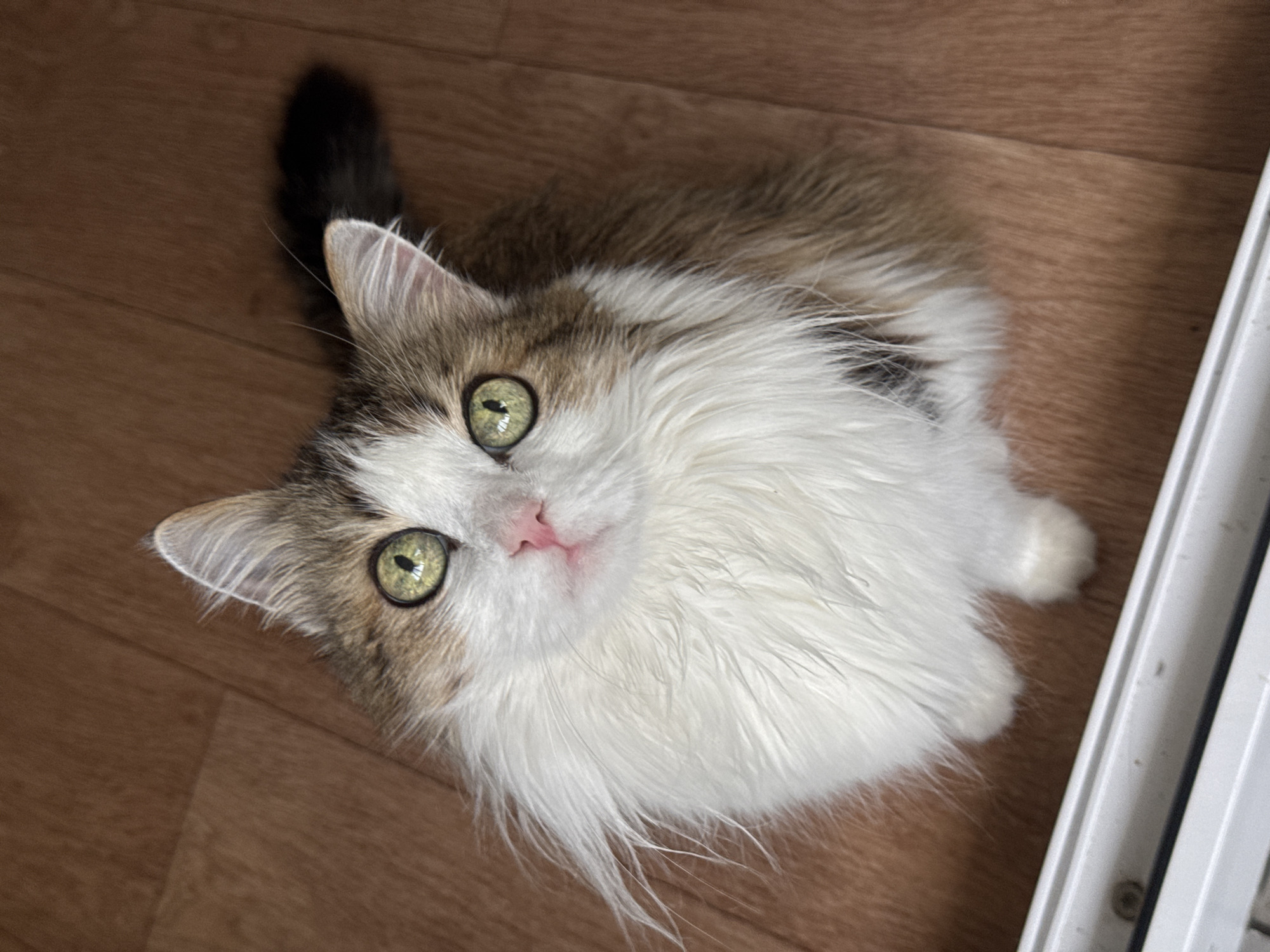 An indoor, high-angle view depicts a domestic long-haired cat seated on a light brown wooden plank floor. The cat's fur is predominantly white on its face, chest, and front paws, with patches of tan, brown, and grey tabby markings on its head, ears, and back. It possesses large, round eyes with bright chartreuse green irises and distinct black, vertically elongated pupils, each showing a small white reflection. The nose is small and pink, and long white whiskers extend from its muzzle, some appearing slightly adhered on the left side. Its ears are pointed and tufted with tan and greyish-brown fur. The cat is positioned with its body facing forward, looking directly upwards towards the camera, suggesting an interaction with the viewer. A section of its dark, fluffy tail is visible in the upper right portion of the frame. The wooden floor features visible grain and seams. A linear, white or light grey structure, likely a window sill or floor trim, runs horizontally across the bottom of the image, displaying tiny dark specks on its surface. The location in the city of Unknown, Unknown cannot be determined from the visual information provided.