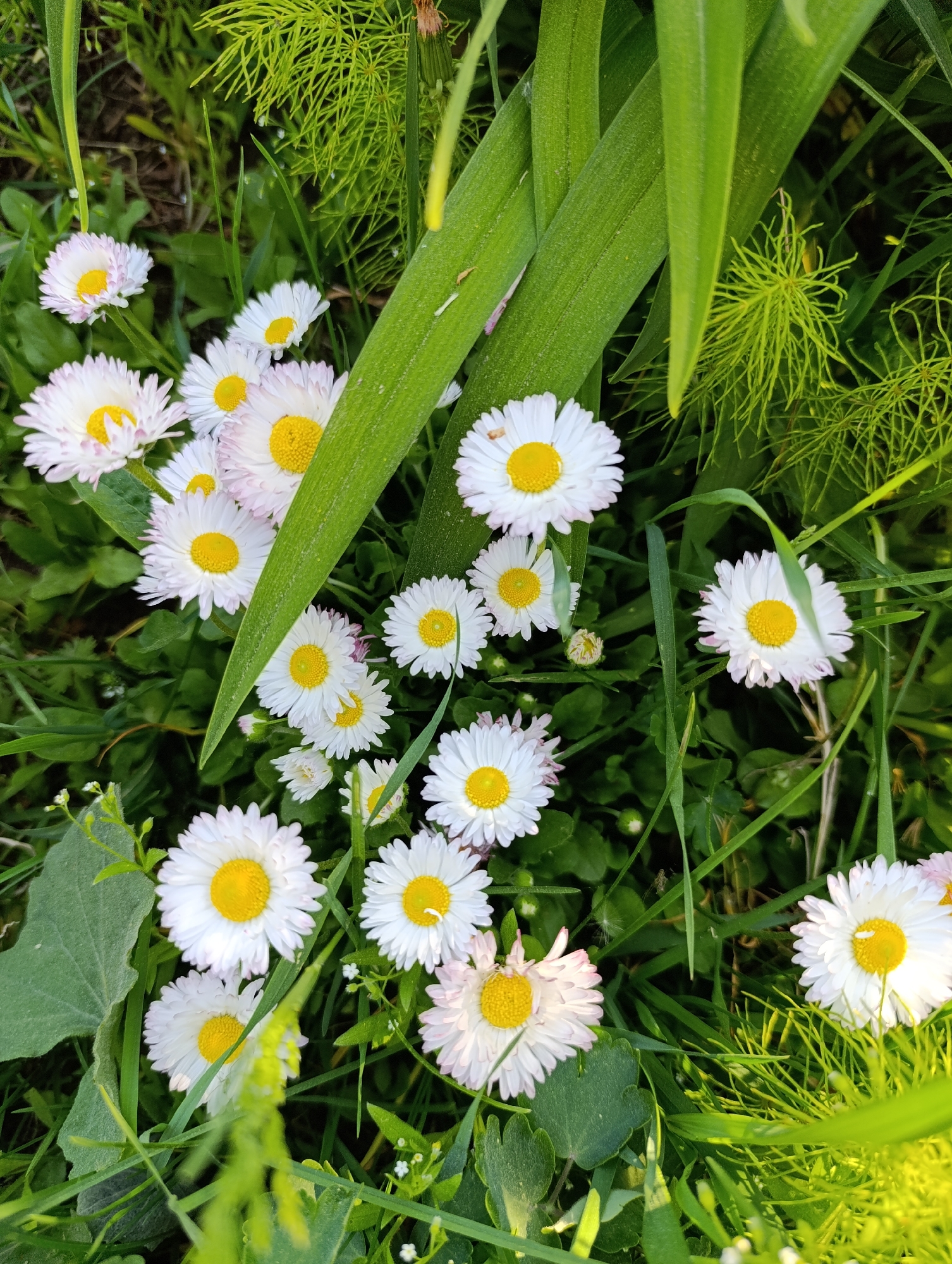 The image depicts a patch of daisies growing among grass and foliage. The daisies are mostly white with yellow centers and some have a hint of pink on the tips of their petals. There are also some broad green leaves present, possibly from an iris or similar plant, and some fine, feathery green foliage, likely from a different type of plant. The scene is located in Chaikovsky, Russia. There are no people depicted.