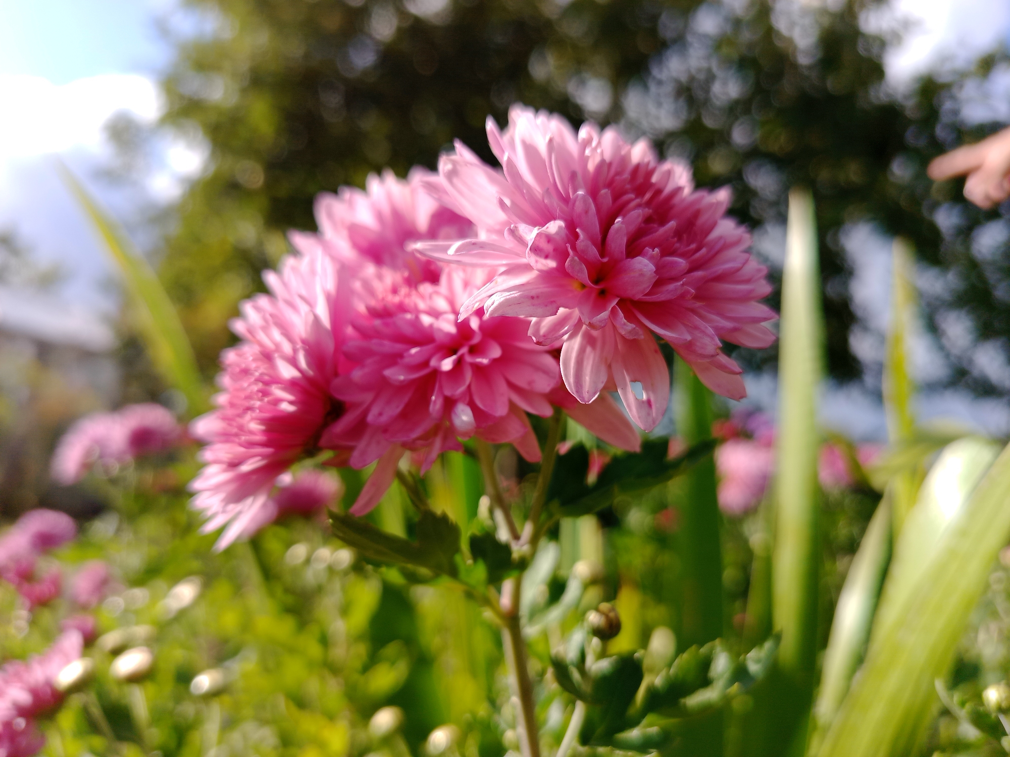 A close-up, shallow depth of field shot focuses on a cluster of vibrant pink chrysanthemums in bloom. The flowers are detailed with delicate, layered petals, some of which have small, transparent holes. The foreground shows the green stem and leaves of the plant, with a few buds visible. In the background, out-of-focus elements include more pink flowers, lush green foliage, and the bright sky with scattered white clouds. A blurred human finger is visible pointing towards the flowers from the upper right corner of the frame. The scene appears to be an outdoor garden setting, possibly in a park or residential area, given the presence of both cultivated flowers and natural vegetation. The lighting suggests it is daytime, with sunlight filtering through the foliage.