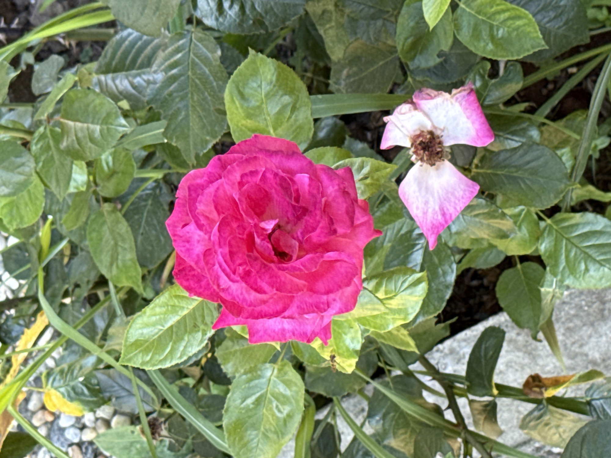 In Slavyani, Bulgaria, a close-up shot captures a vibrant pink rose in full bloom, its petals tightly packed and exuding a rich color. To the lower right, a wilting pink and white rose contrasts with the fresh bloom, its petals curled and browning at the center. Surrounding the flowers are lush green leaves, some showing slight yellowing, indicating the changing season. The background reveals a mix of dark soil and greyish gravel, with a sliver of bright green grass and a hint of a concrete structure. The lighting suggests it is daytime, possibly late morning or early afternoon, casting soft shadows on the foliage.