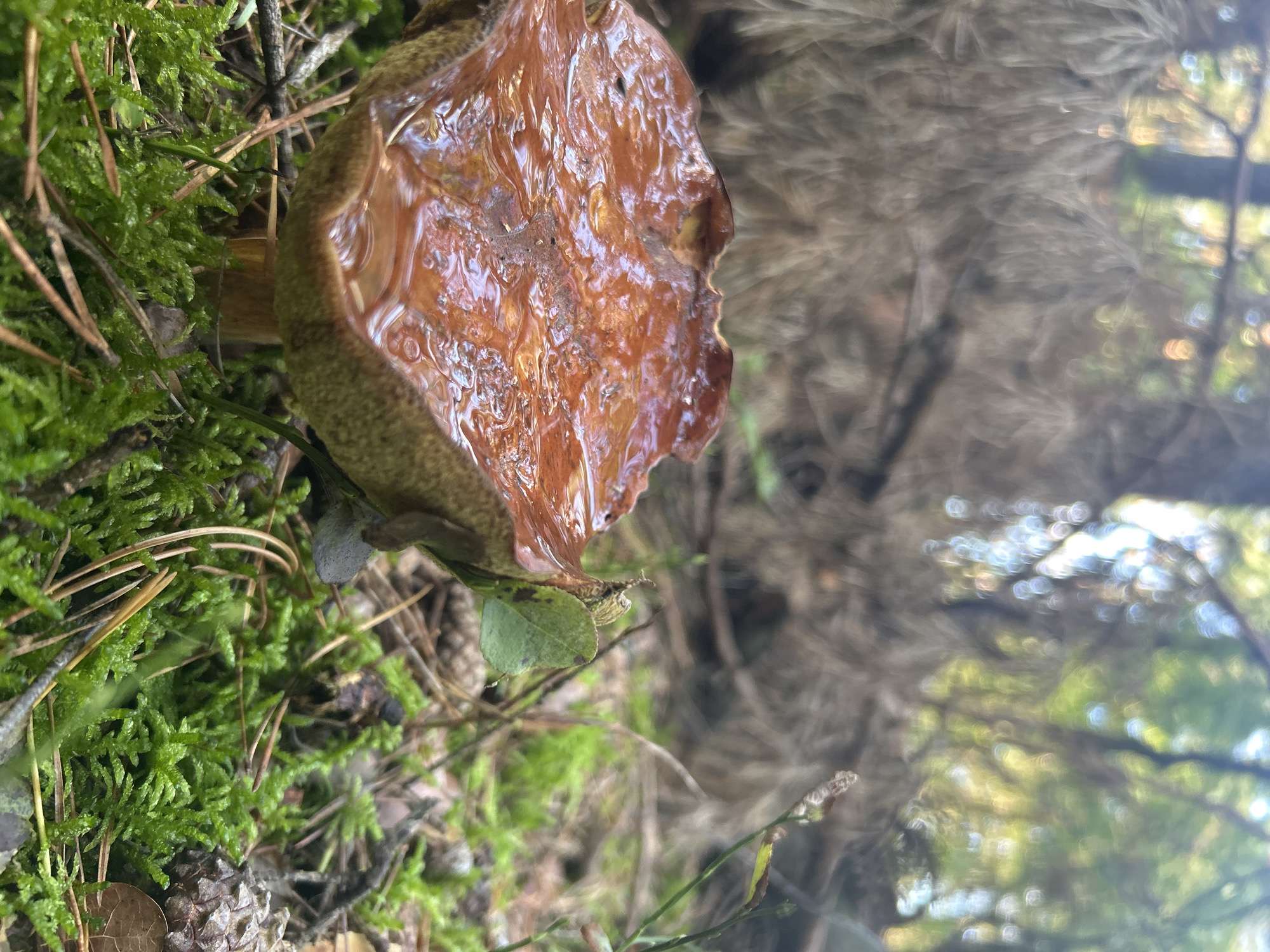 A close-up, low-angle shot captures a wet, brown-capped mushroom growing in a mossy forest floor. The mushroom's cap is glossy and reflects light, with some imperfections visible at its edge. A small green leaf is attached to the side of the mushroom. The surrounding environment consists of vibrant green moss, pine needles, and a blurred background of dry branches and dappled sunlight filtering through trees, indicative of a forest setting. The scene is located in Brodowo, Poland.
