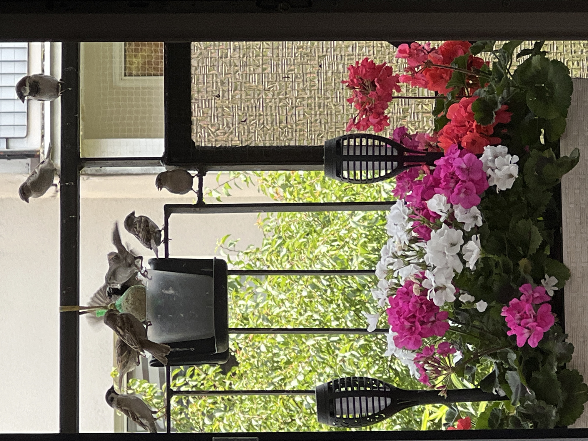 The image depicts a balcony in Kleosin, Poland, adorned with a planter box filled with vibrant pink, white, and red geraniums. Two black solar-powered garden lights are positioned on either side of the planter. Above the planter, several sparrows are gathered around a bird feeder hanging from the balcony railing. One sparrow is in mid-flight. The balcony railing is made of black metal, and a textured glass panel is visible to the right. In the background, lush green foliage and parts of a building are visible.