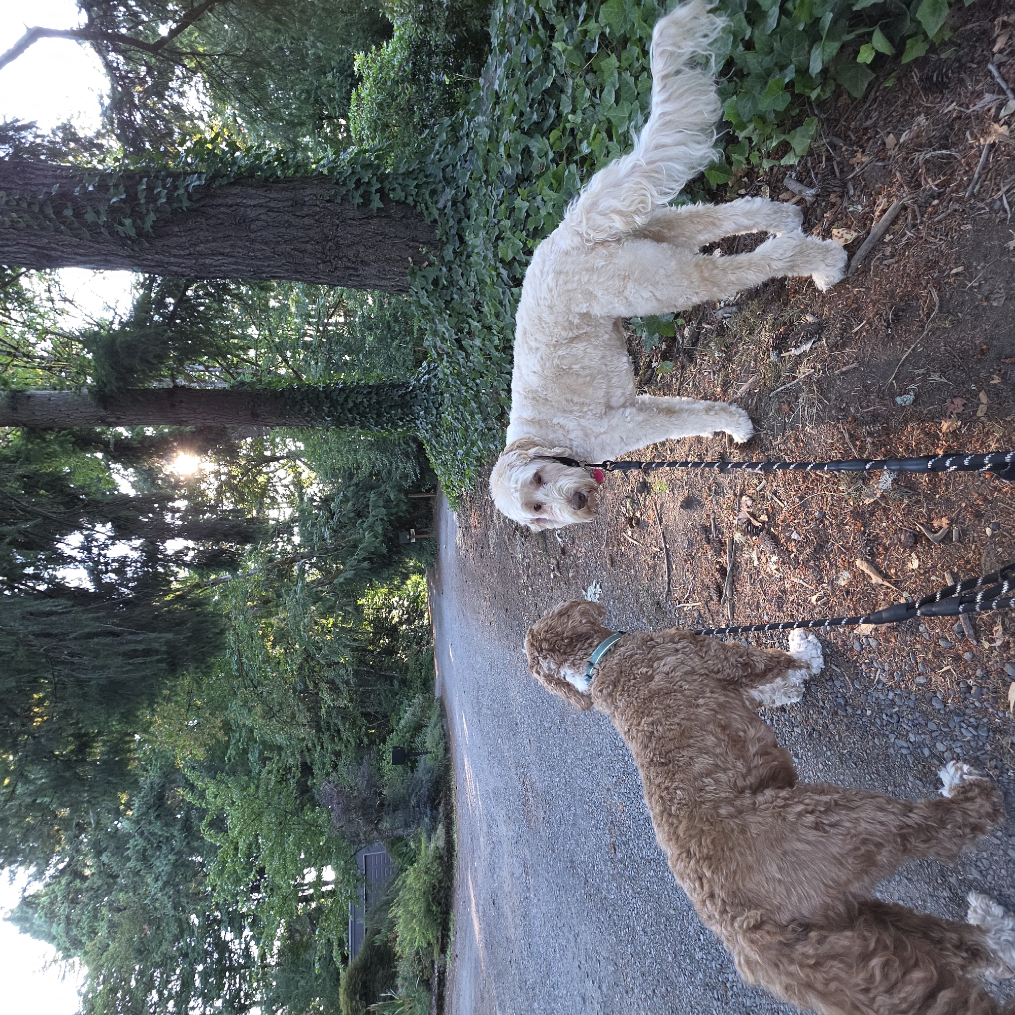 Two doodle dogs are standing on a gravel path in a wooded area. The dog on the left is a reddish-brown color with a teal collar. The dog on the right is cream-colored with a pink tag on its collar. Both dogs are leashed. The background consists of tall trees and dense green foliage. Sunlight filters through the trees, creating a dappled light effect. A paved driveway or road is visible in the background, leading towards a building or structure. The overall setting suggests a park or a natural area within a residential neighborhood. There is no indication of this location being in Portland, United States of America.