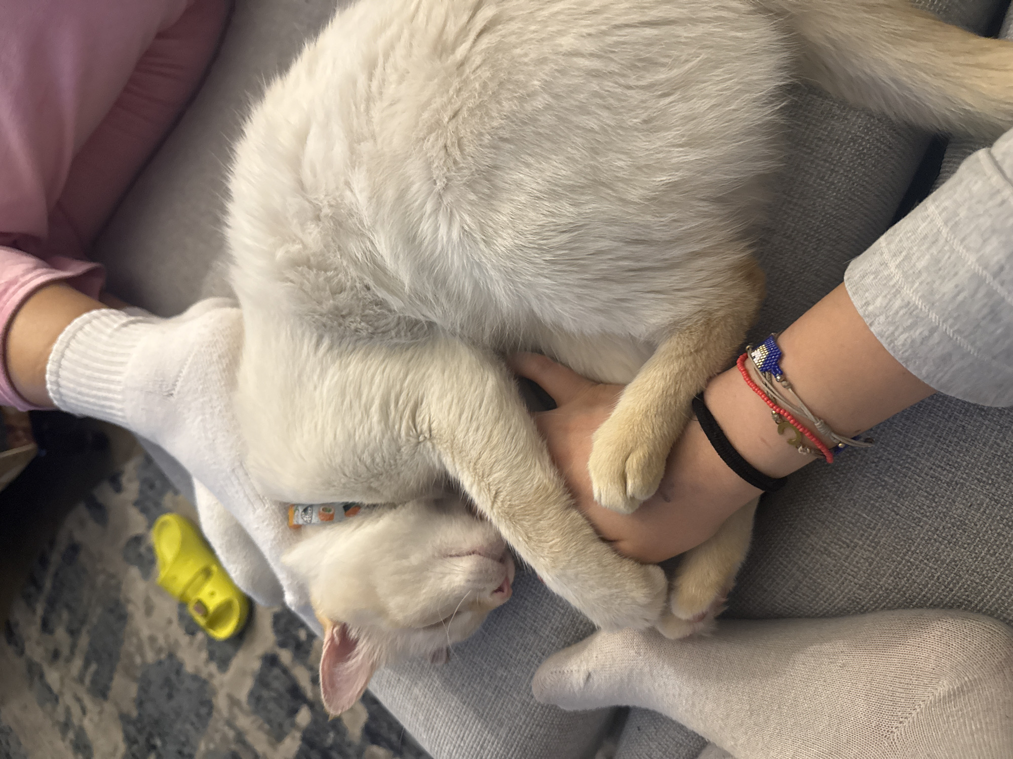 A pale-yellow cat is resting in the lap of a person wearing white socks and a pink shirt. The cat's head rests on the person's hand, and the cat's paws are curled around the person's wrist. The person's other hand is also resting on the cat. The person is also wearing a black and several colorful bracelets. A small, yellow toy is on the floor next to the person's leg. The floor is carpeted with a gray and black pattern. The background is a gray sofa. The location is unknown.