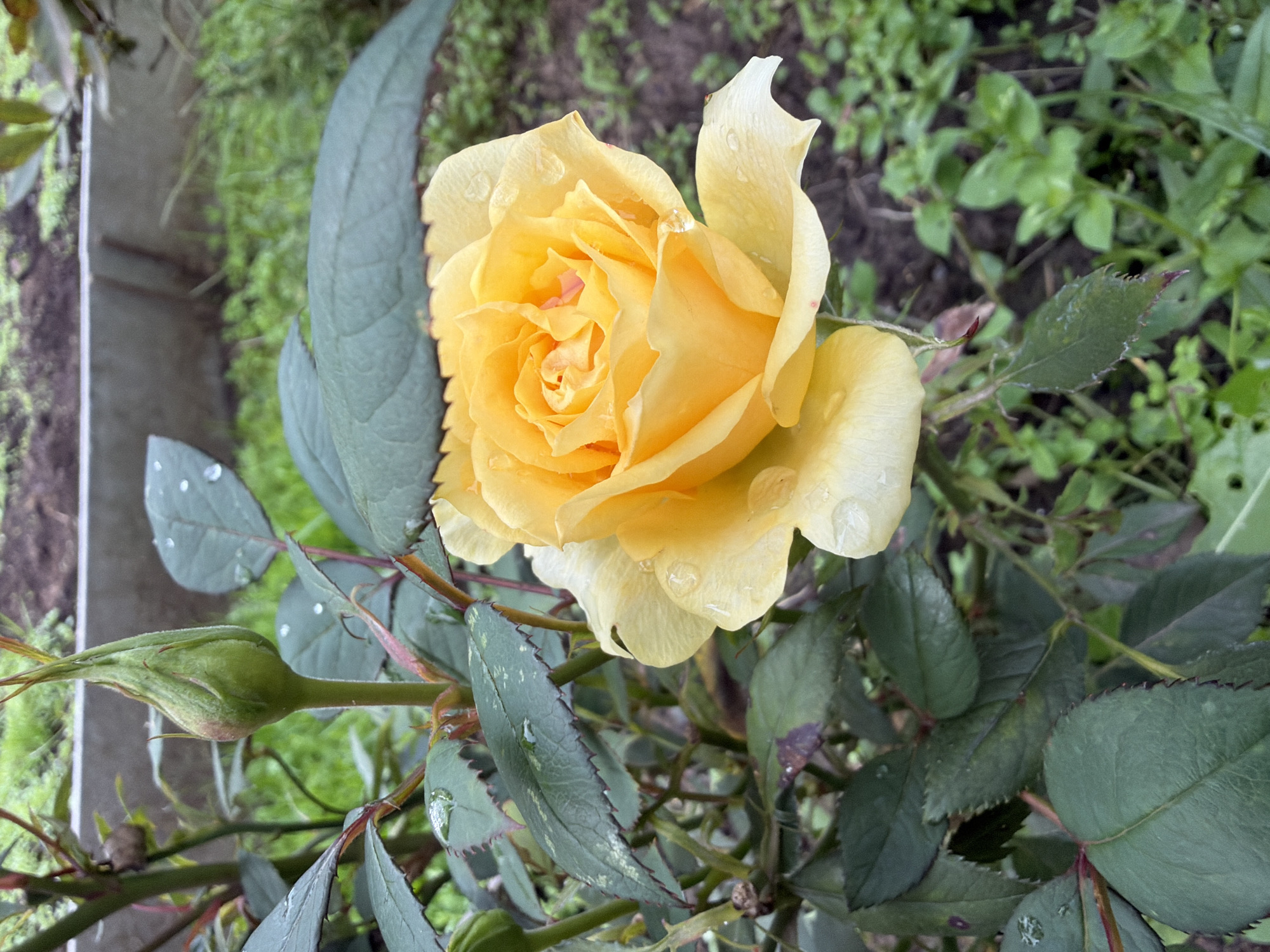 A single yellow rose in bloom, with water droplets on its petals and leaves, is the focal point of this outdoor scene. The rose is positioned to the right of a closed green rose bud. The surrounding foliage is dark green and appears damp. In the background, a concrete border separates the garden area from a patch of green grass and soil. The image is taken from a close-up perspective, suggesting it was captured in a garden or park setting within the city of Novozavidovskiy, Russia. There are no people or animals present in the frame.