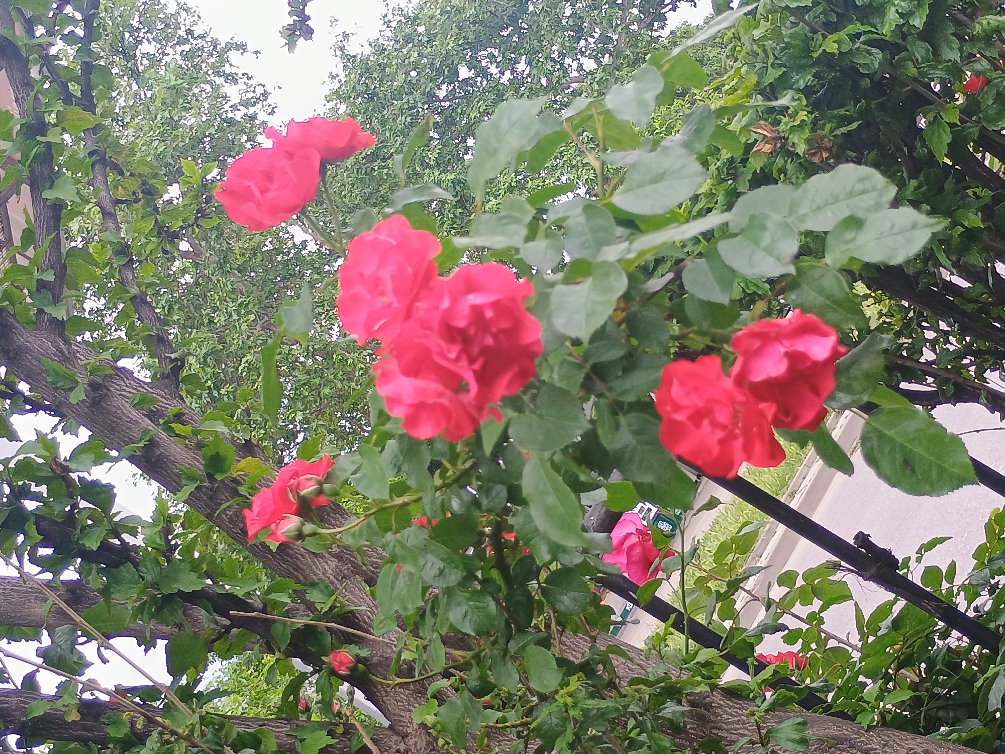 The image shows a close-up of a rose bush with vibrant red roses in bloom, intertwined with the branches of a tree. The foliage of the tree and rose bush is a lush green, contrasting with the bright red of the flowers. In the background, blurred greenery suggests a garden or park setting. A glimpse of a light-colored, paved area hints at a city location, possibly Unknown, Unknown. The composition focuses on the natural elements, with the roses as the primary subject.
