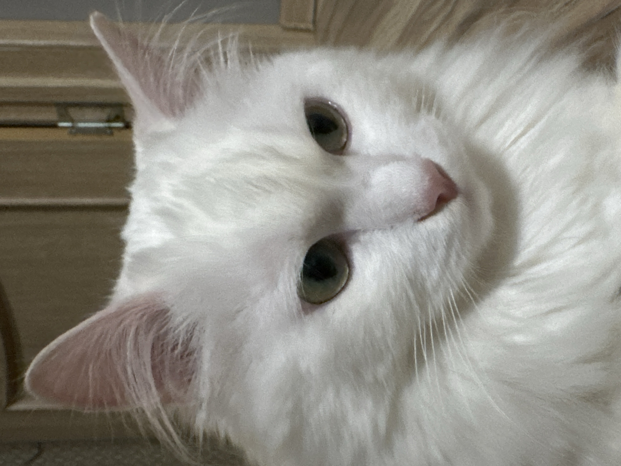 This is a close-up, head-and-shoulders, eye-level, slightly tilted, medium shot of a fluffy white cat lying down and looking directly at the camera. The cat's fur is long and appears soft, with shades of white and very light gray. Its eyes are a light green color, and they are wide open. The cat's nose is a pale pink. Its ears are visible, one pointing upwards and the other tilted slightly downwards. The background consists of a wooden surface with horizontal lines, possibly a piece of furniture or a wall, with a faint metallic hinge-like detail visible on the left side. The lighting is soft and diffused, suggesting an indoor setting, possibly in the daytime. There is no visible text in the image. The cat's expression appears curious or perhaps a little sleepy. The setting is implied to be indoors, and the user-provided location context is Omsk, Russia.