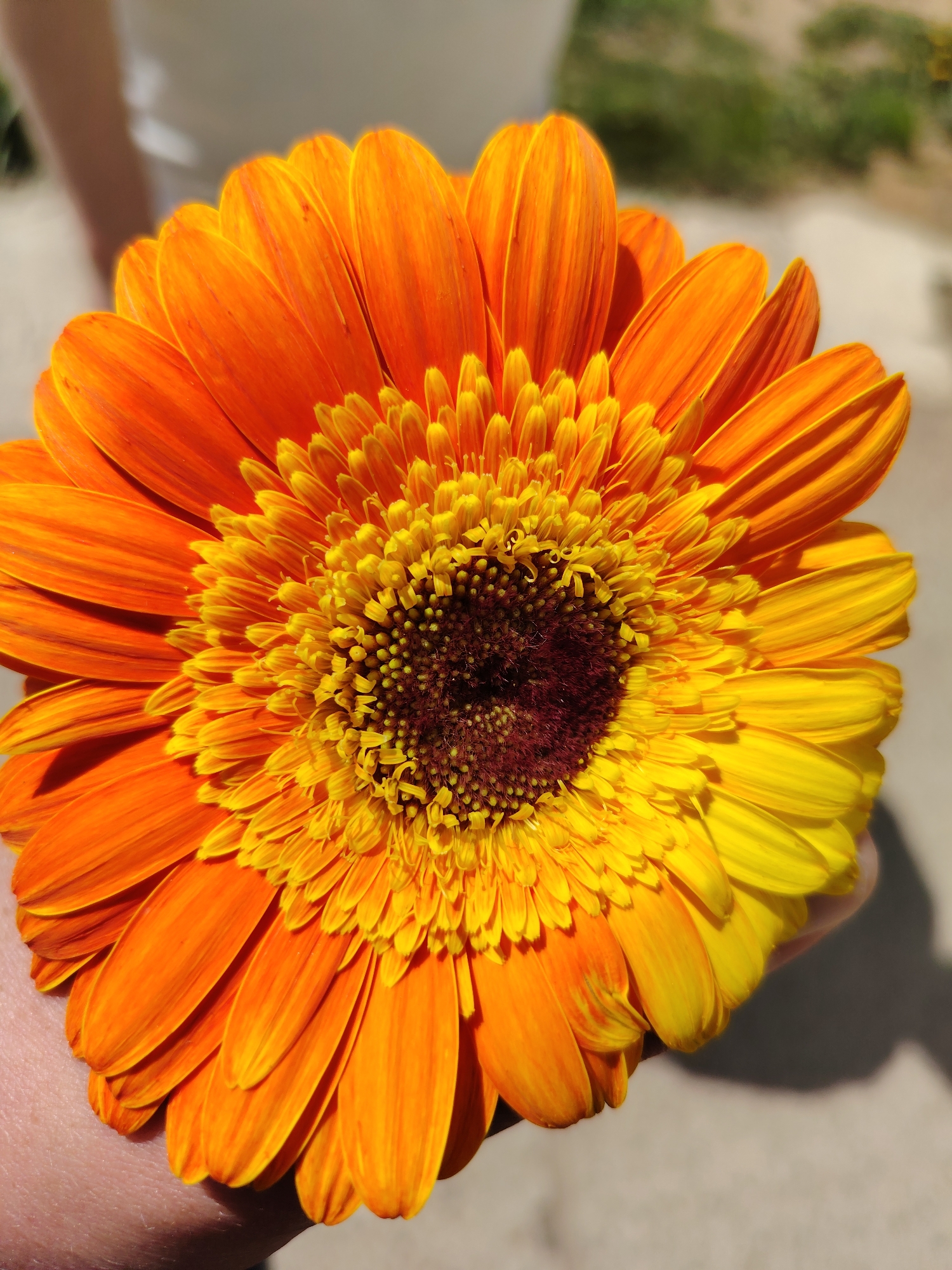 An orange and yellow gerbera daisy is held in a hand. The center of the flower is dark brown, surrounded by yellow florets. The petals are orange, transitioning to yellow on the right side. The background is blurred, showing a hint of green vegetation and a white surface. The presence of the city, Chaikovsky, Russia, is not shown.