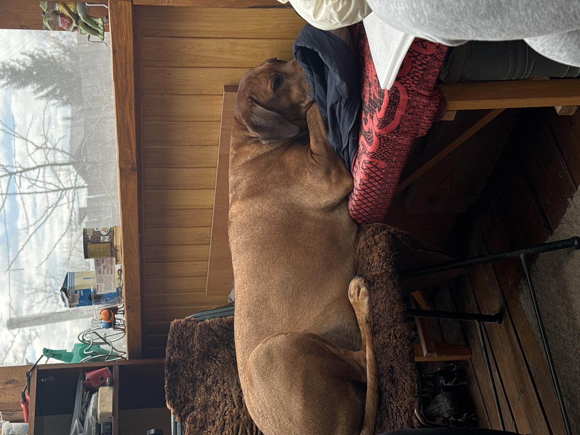 A large, brown dog is resting on a chair inside a room. The dog is lying sideways, with its head resting on a folded dark blue jacket and a red and white patterned pillow. The chair has a shaggy, brown cushion. Behind the dog, there is a wooden wall. A window is visible to the left, with bare branches seen through the window. On a shelf beside the window, there are various containers and an orange ball. The environment appears cluttered with miscellaneous items. The scene is indoors, and there is no indication of being located in Grebnevo, Russia.