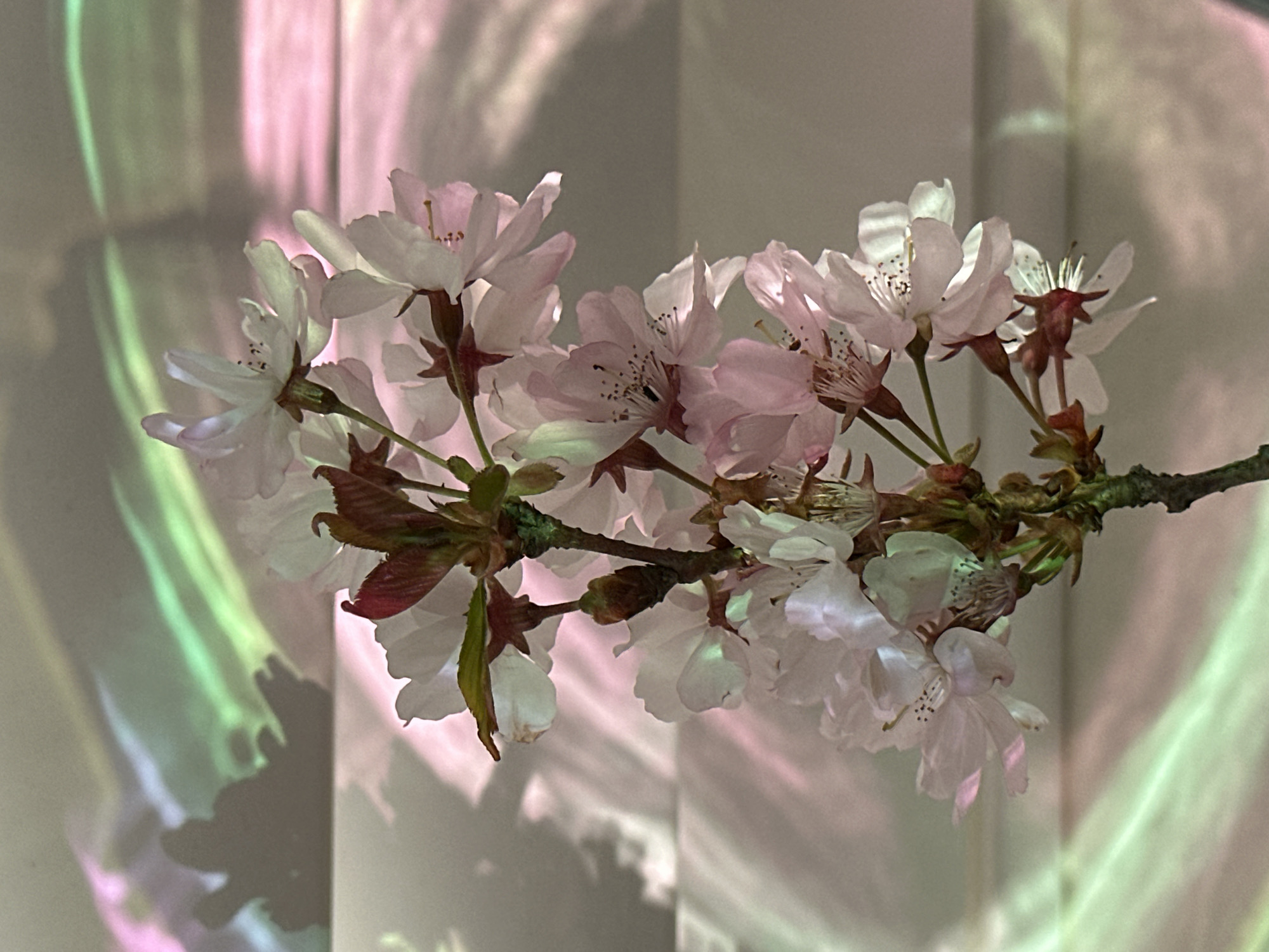 The image presents a close-up, vertical view of a flowering cherry blossom branch against a luminous background, located in Wealden, United Kingdom. The central subject is a brown, woody branch adorned with multiple delicate blossoms ranging from light pink to white, many displaying visible stamens. Several new leaves or buds, colored reddish-brown and green, are interspersed among the flowers. The background consists of a light-toned surface, possibly horizontal blinds or panels, which is illuminated by soft, multi-colored light, creating dynamic, wavy patterns of pink, green, and purple hues. A distinct, abstract dark shadow is cast on the upper-left quadrant of the background. No individuals are present in the scene, and no specific actions or interactions are depicted.