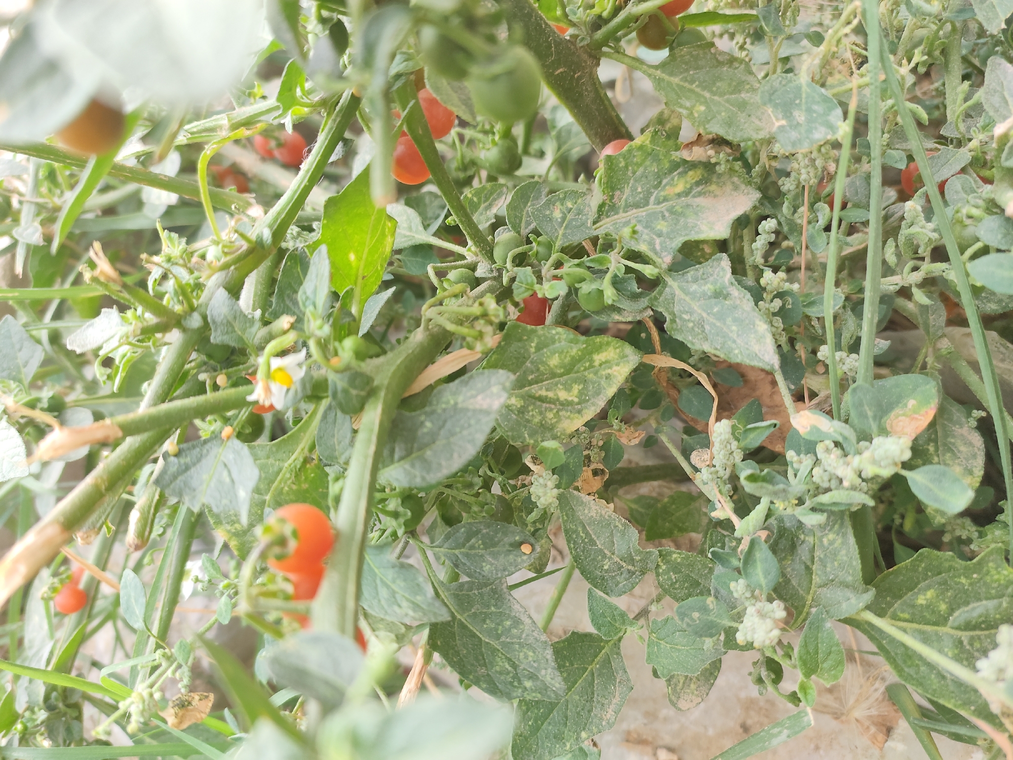 The image shows a close-up view of a tomato plant with several ripe cherry tomatoes. The tomatoes are small, round, and red. The plant has green leaves and stems, and there are also some small white flowers visible. The background is blurred and appears to be a wall or fence. The scene is outdoors, likely in a garden or farm setting. There are no people or animals visible in the image. The image does not provide any information about the location in Makhachkala, Russia.