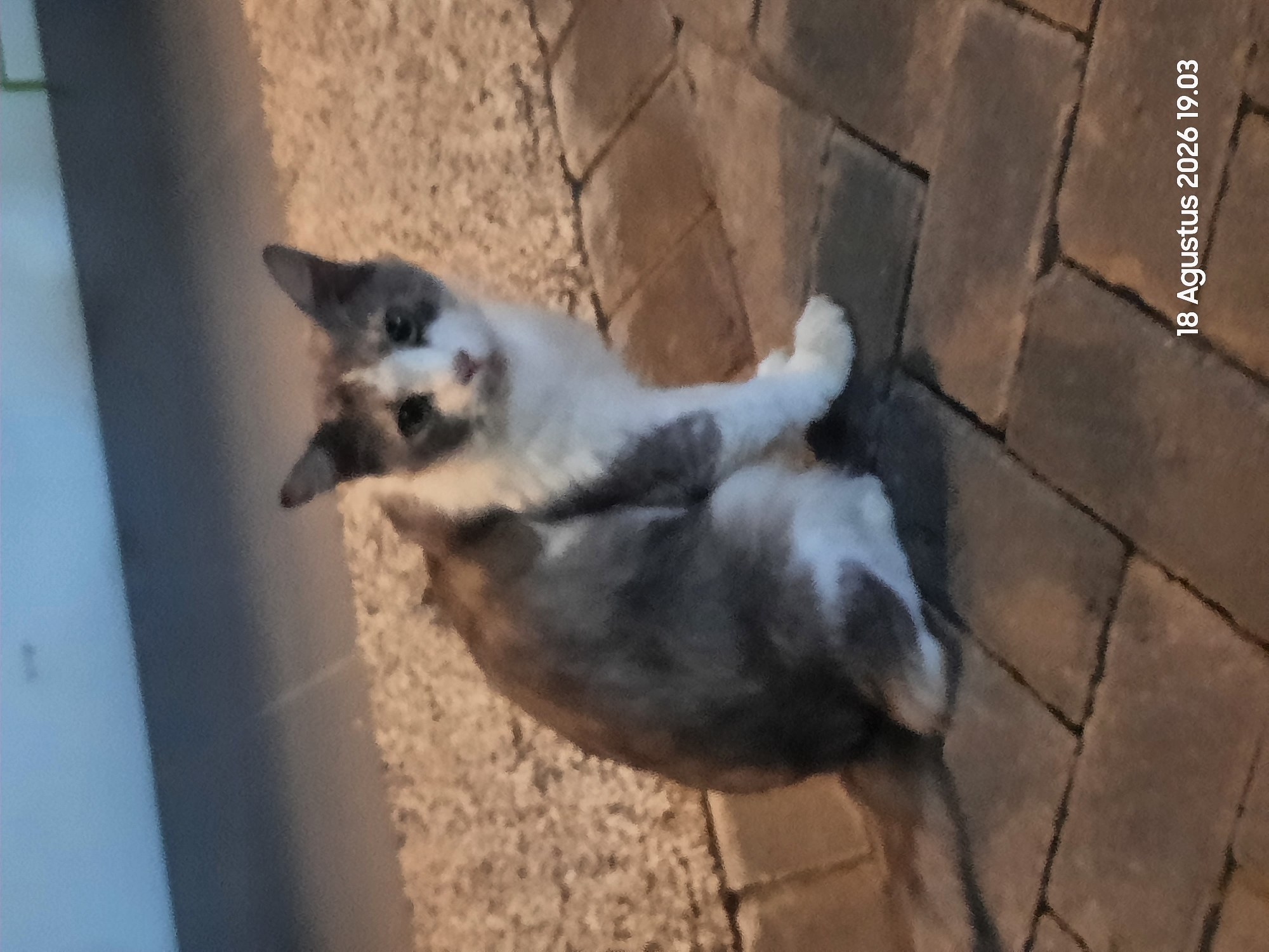 A medium shot captures a juvenile cat with grey and white fur sitting on a paved pathway. The cat is positioned slightly to the left of the frame, facing towards the camera. Its body is turned slightly to its left, with its head facing forward. The cat's gaze is directed at the viewer. The background consists of a textured surface, possibly gravel or small stones, behind the cat, and a blurred wall or structure above. The pathway is made of rectangular bricks laid in a staggered pattern. In the lower right corner, a timestamp is visible: "18 Agustus 2026 19.03". The lighting suggests it is evening or late afternoon. The scene appears to be outdoors, possibly in a residential area or park in Sukokerto, Indonesia.