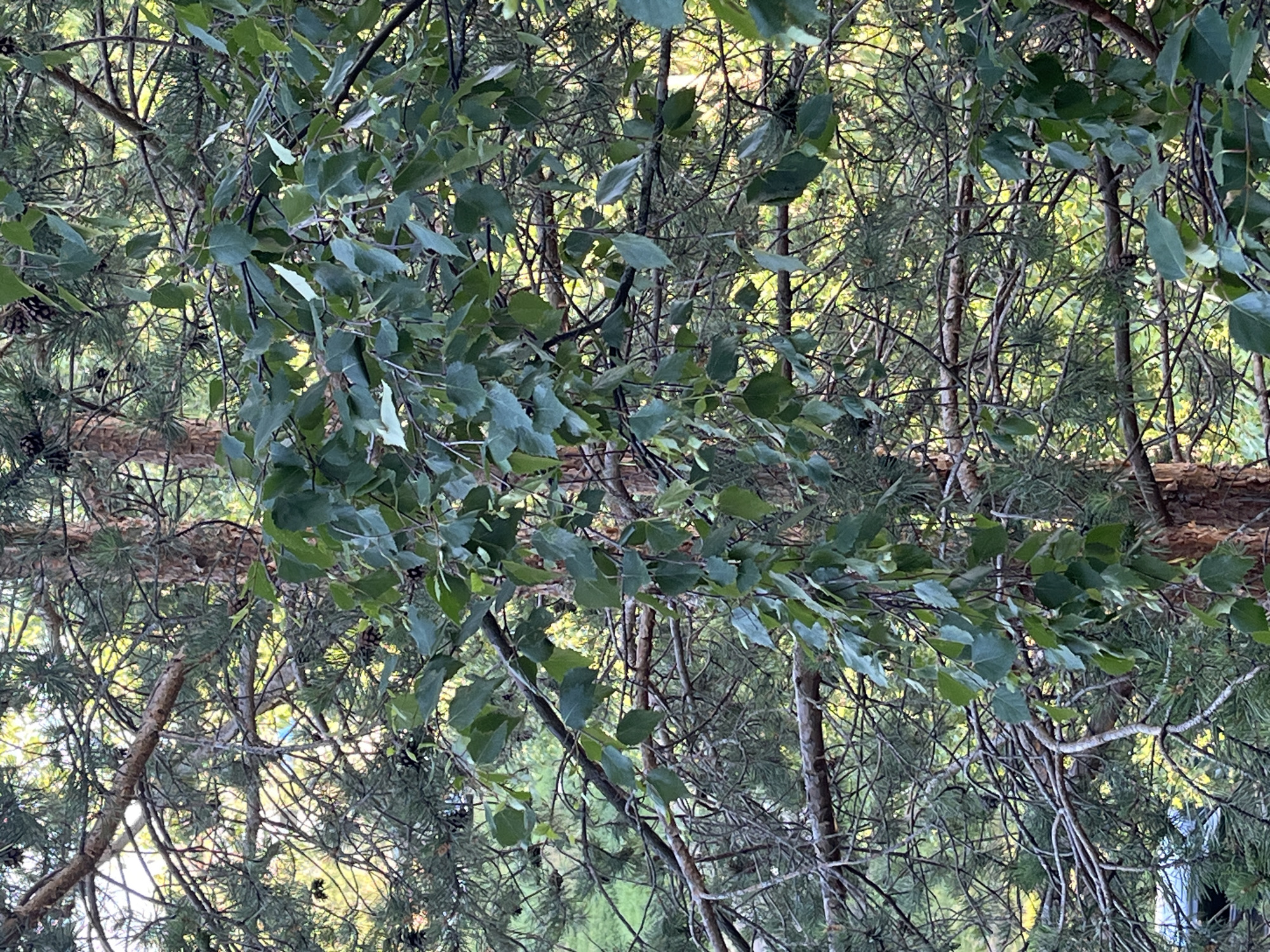 The image is a close-up, vertical shot of tree branches laden with green leaves and pine needles. The branches are tangled and form a dense canopy, obscuring the background. Several pine cones are visible amidst the pine needles. The lighting suggests it is daytime, with some sunlight filtering through the leaves, creating dappled patterns. There are no people or visible man-made structures in the image. The scene is natural and appears to be in a wooded area.