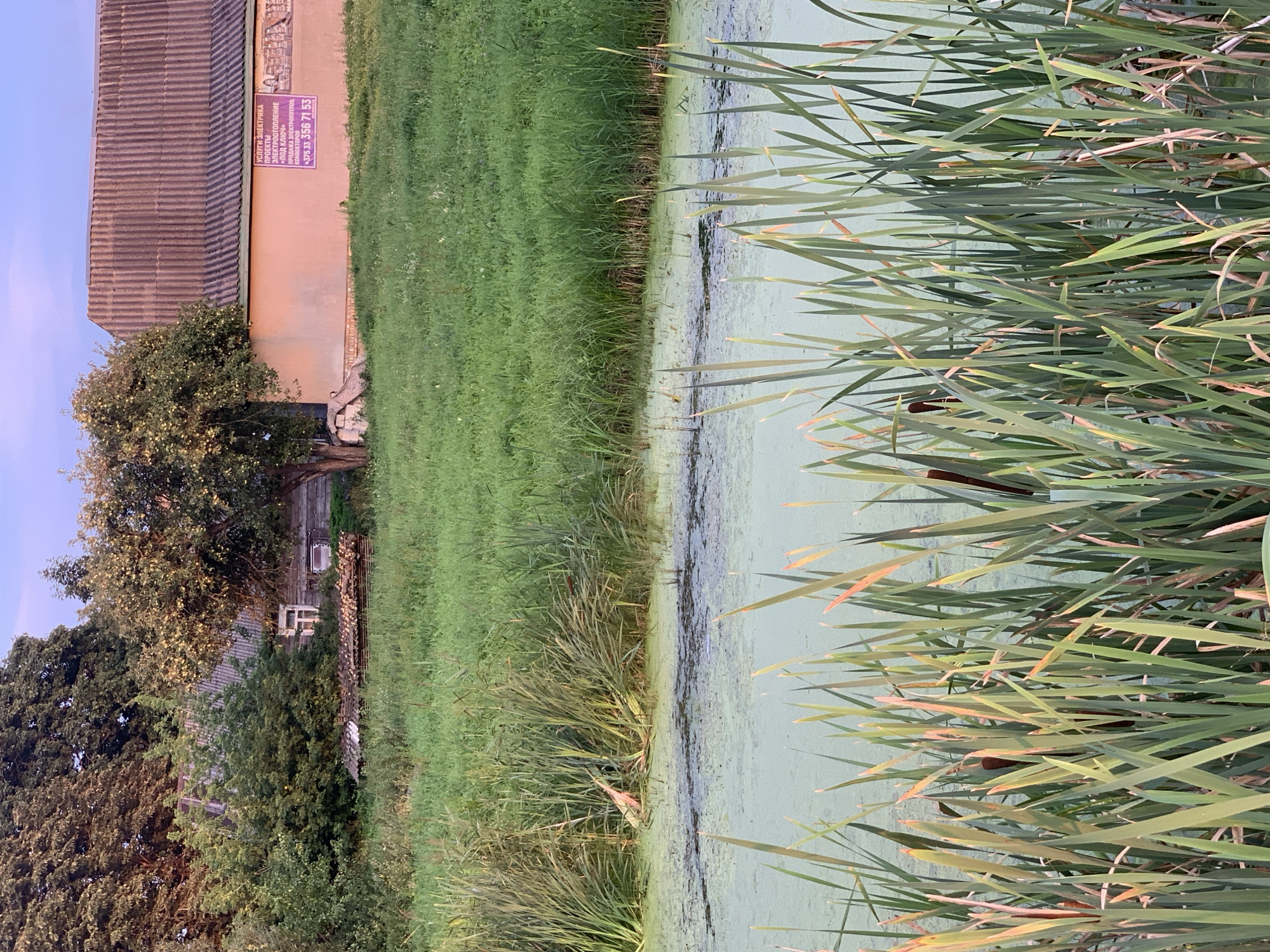 The image depicts a tranquil, natural scene in Kapyĺ, Belarus, featuring a small body of water overgrown with green algae and surrounded by lush vegetation. In the foreground, tall reeds with brown seed heads create a natural border, while the middle ground showcases a wider expanse of water and dense greenery. Beyond the water, a weathered, wooden building with a corrugated roof stands partially obscured by trees. A pinkish-beige wall of the building displays a purple sign with Cyrillic text and a phone number, suggesting a local business or service. The overall atmosphere is one of peaceful rural life, bathed in the warm, soft light of either sunrise or sunset.